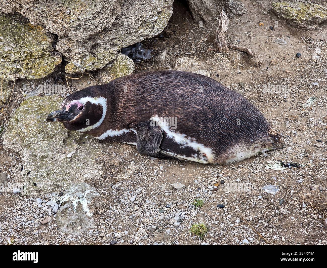 Magellanpinguin (Spheniscus magellanicus) in Argentinien Stockfoto