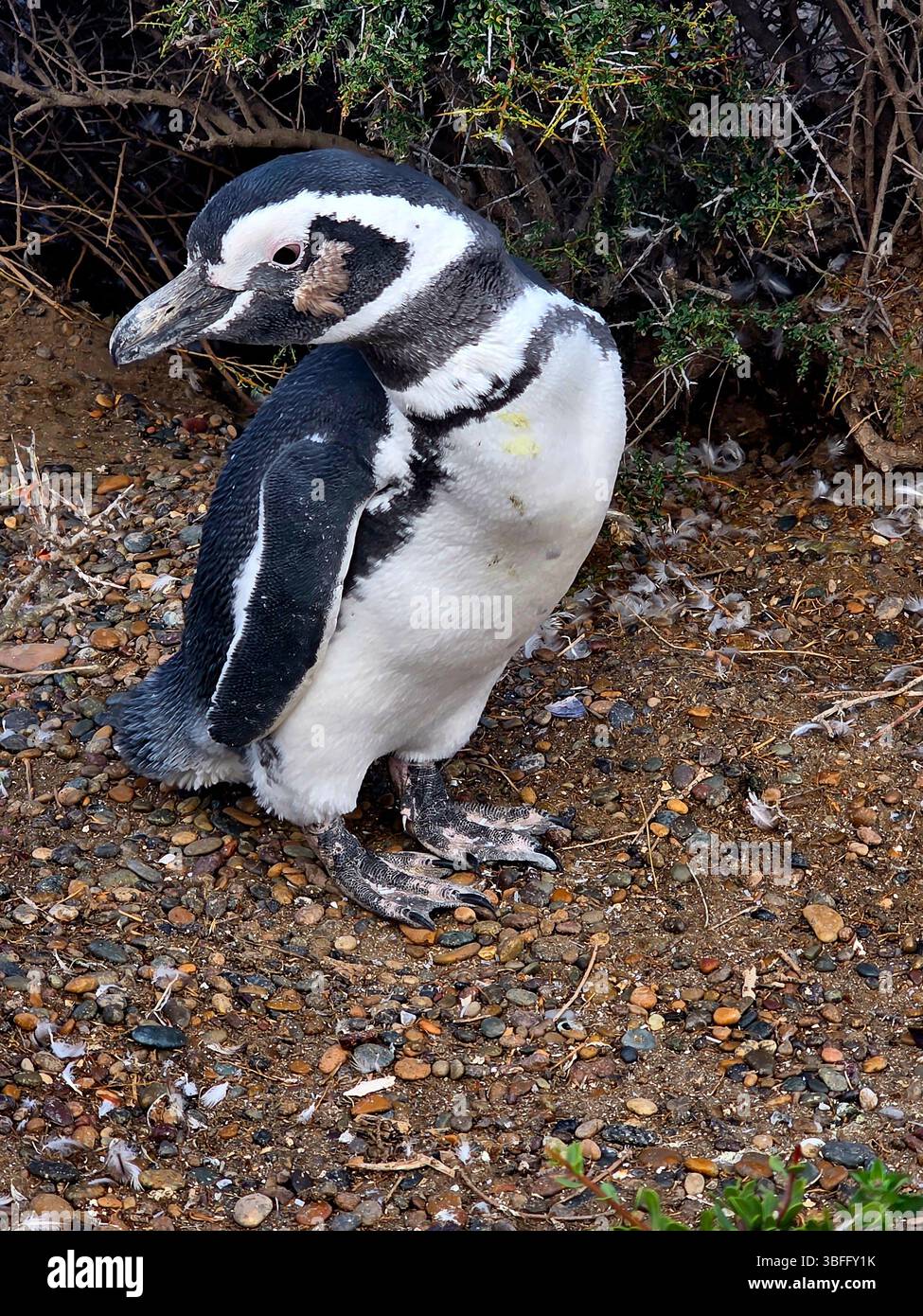 Magellanpinguin (Spheniscus magellanicus) in Argentinien Stockfoto