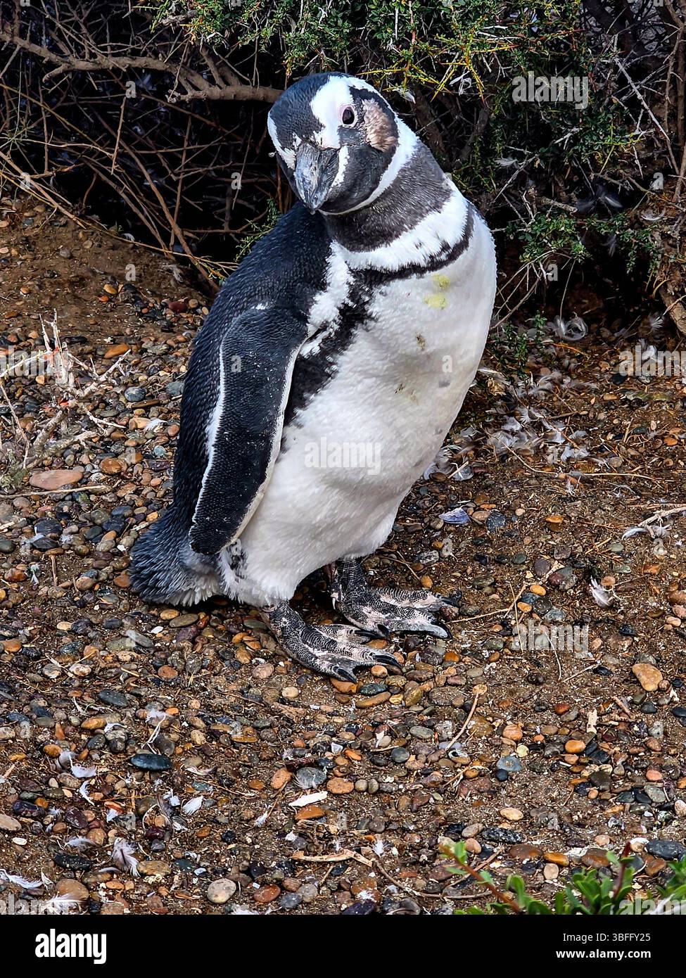 Magellanpinguin (Spheniscus magellanicus) in Argentinien Stockfoto