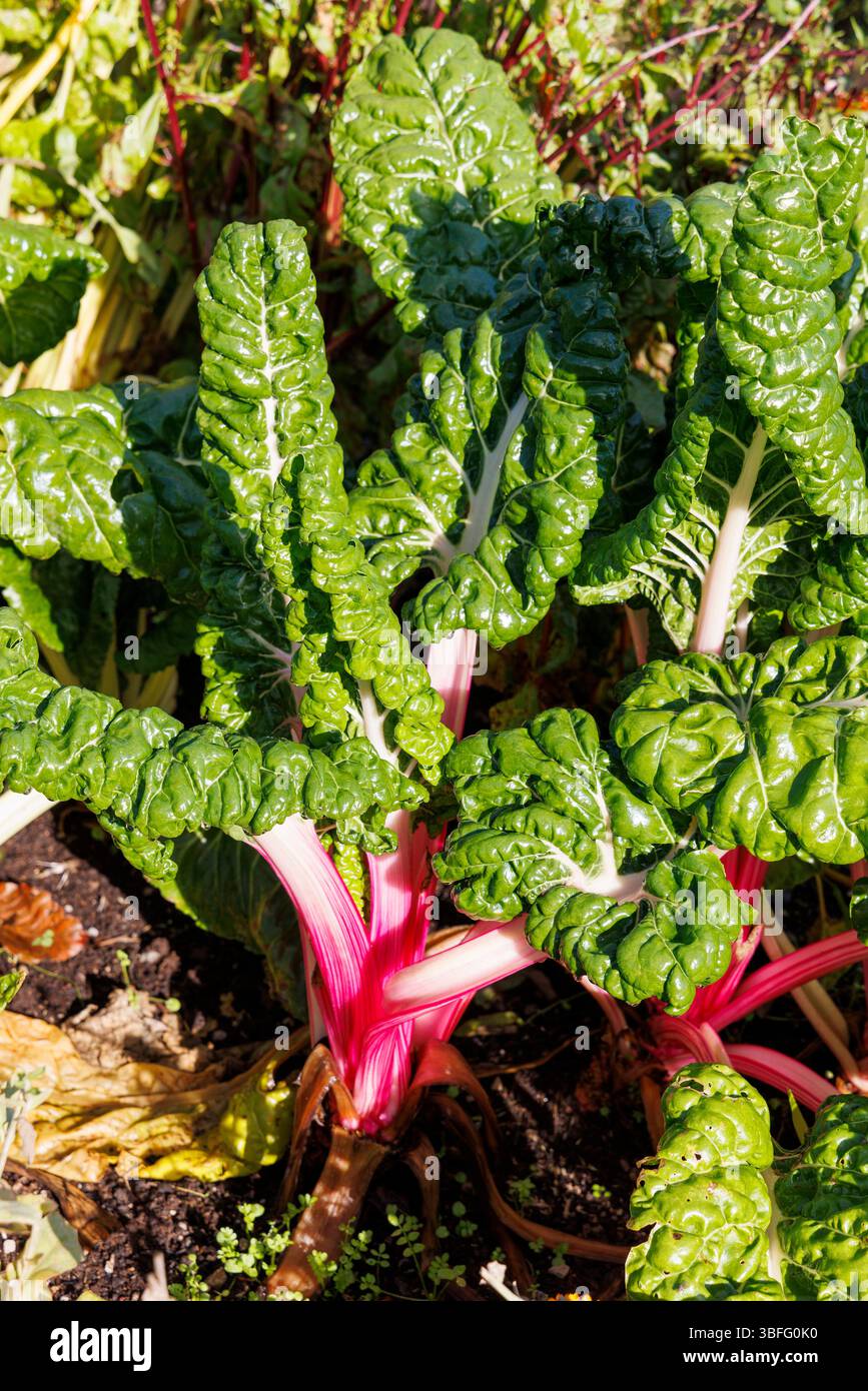 Mangold im Gemüsegarten Stockfoto