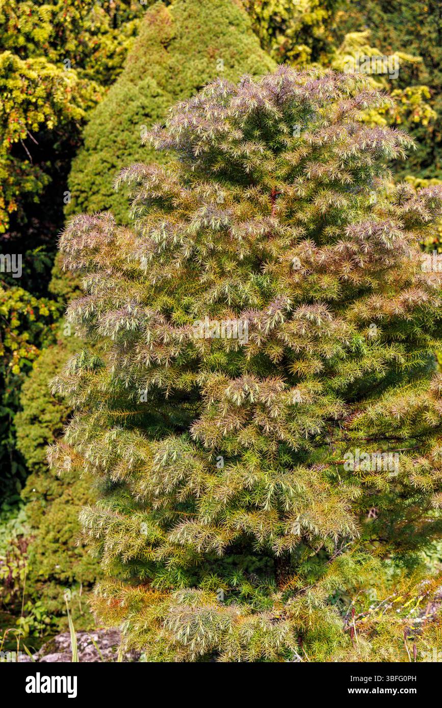 Ornamentaler immergrüner Baum, England, Großbritannien Stockfoto