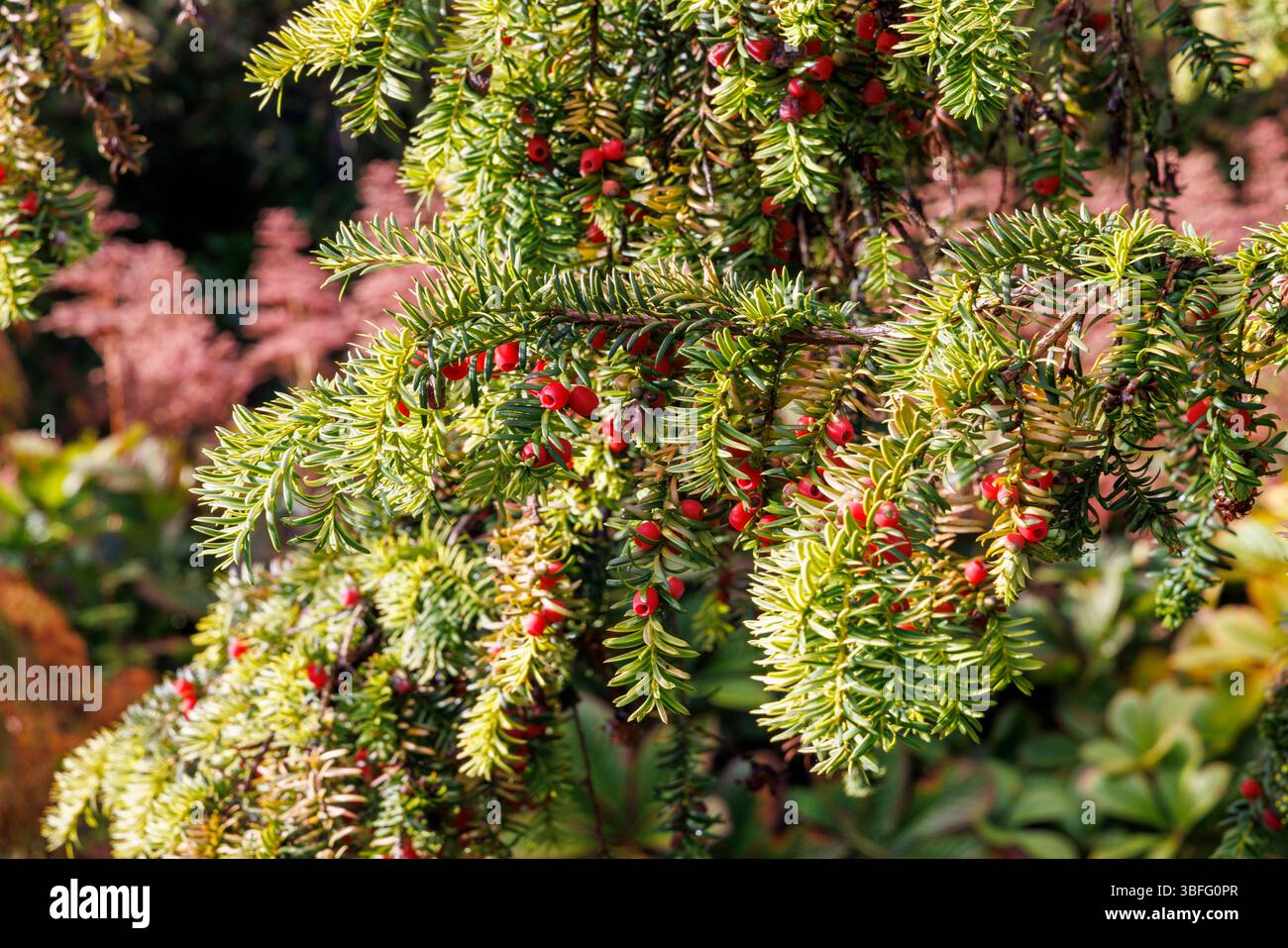 Eibenbaum mit Beeren, England, Großbritannien Stockfoto