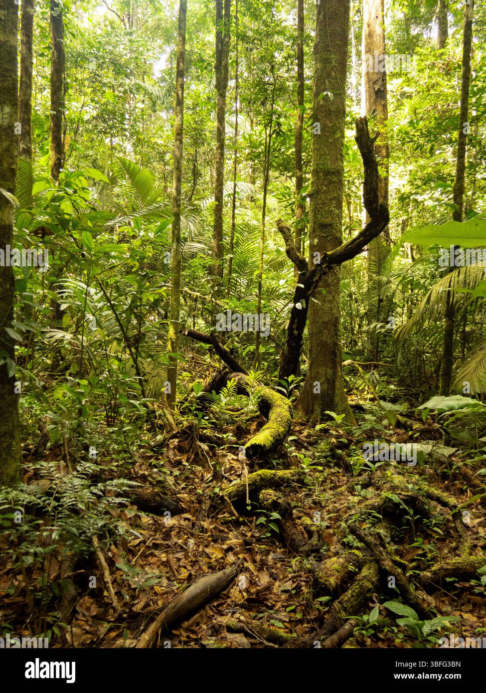 Eine Baumkrone im Dschungel Stockfoto