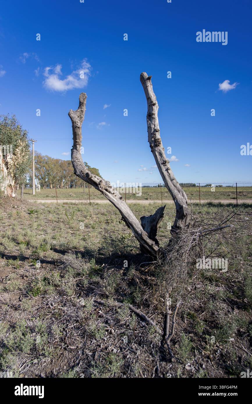 Dead olive tree -Fotos und -Bildmaterial in hoher Auflsung  Alamy