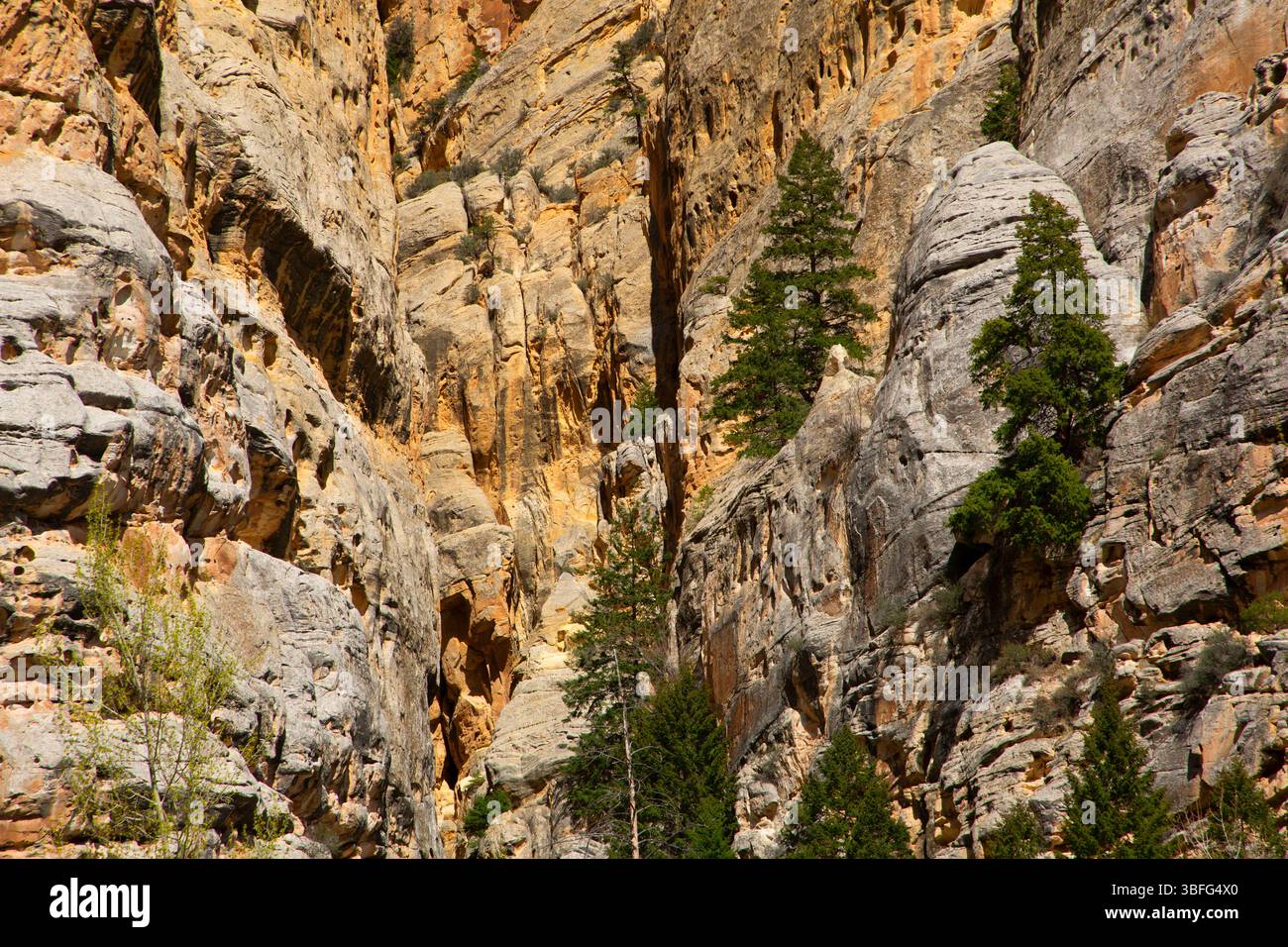 Weber Sandstone im Sheep Creek Canyon, Sheep Creek Canyon Geological Area, Ashley National Forest, Utah Stockfoto
