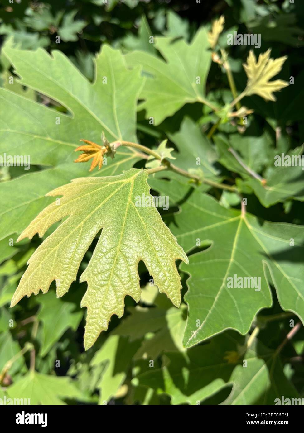 Platanus orientalis L. oder Oriental Plane New Spring Shots Blätter Stockfoto