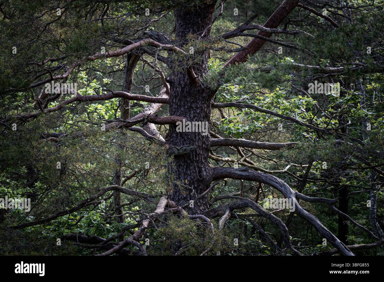 Alte knorrige Kiefer Natur Hintergrund dunkel und stimmungsvoll Stockfoto