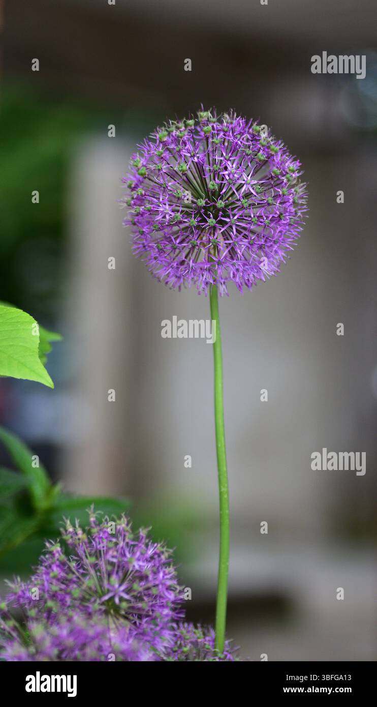 Die Blume des wilden Knoblauchs aus Nahaufnahme Makroshooting. Allium hollandicum persische Zwiebel holländischer Knoblauch lila blühende Pflanze, Zierblumen in Blüte, bal Stockfoto