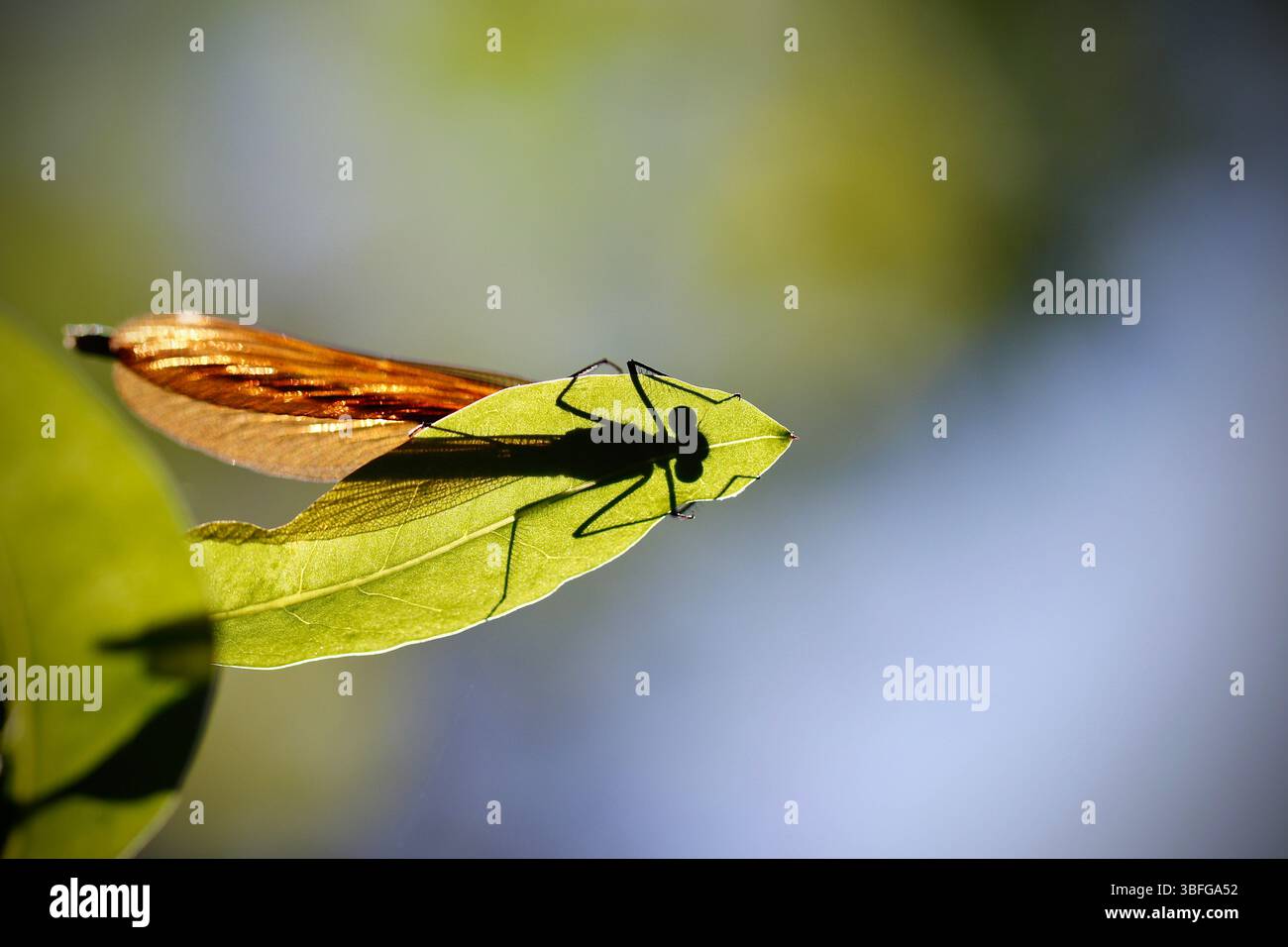 Silhouetten die wunderschöne Demoiselle, Calopteryx virgo, die auf einem Blatt liegt, mit zarten Flügeln, die gegen das Licht umrandet sind, bilden einen auffälligen Kontrast Stockfoto