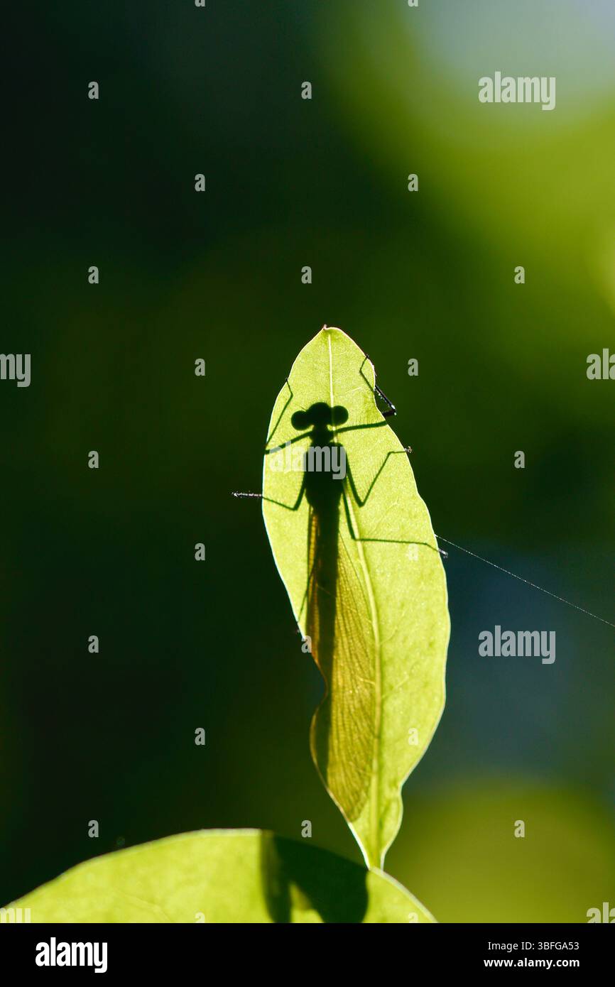 Silhouetten die wunderschöne Demoiselle, Calopteryx virgo, die auf einem Blatt liegt, mit zarten Flügeln, die gegen das Licht umrandet sind, bilden einen auffälligen Kontrast Stockfoto