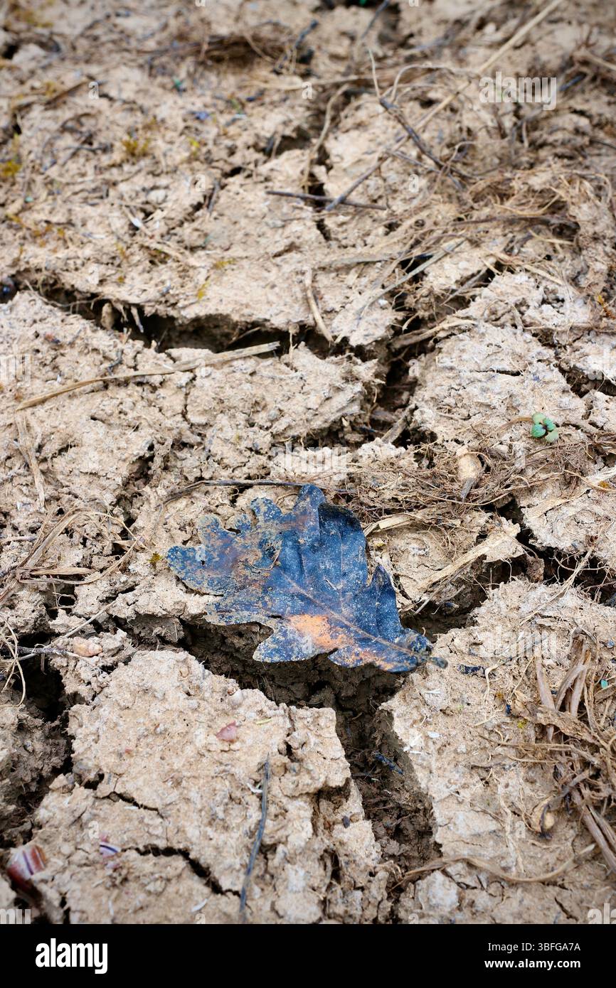 Ein einzelnes Eichenblatt ruht auf gerissener Erde und symbolisiert Dürre und Umweltauswirkungen. Der Kontrast unterstreicht die Widerstandsfähigkeit der Natur Stockfoto