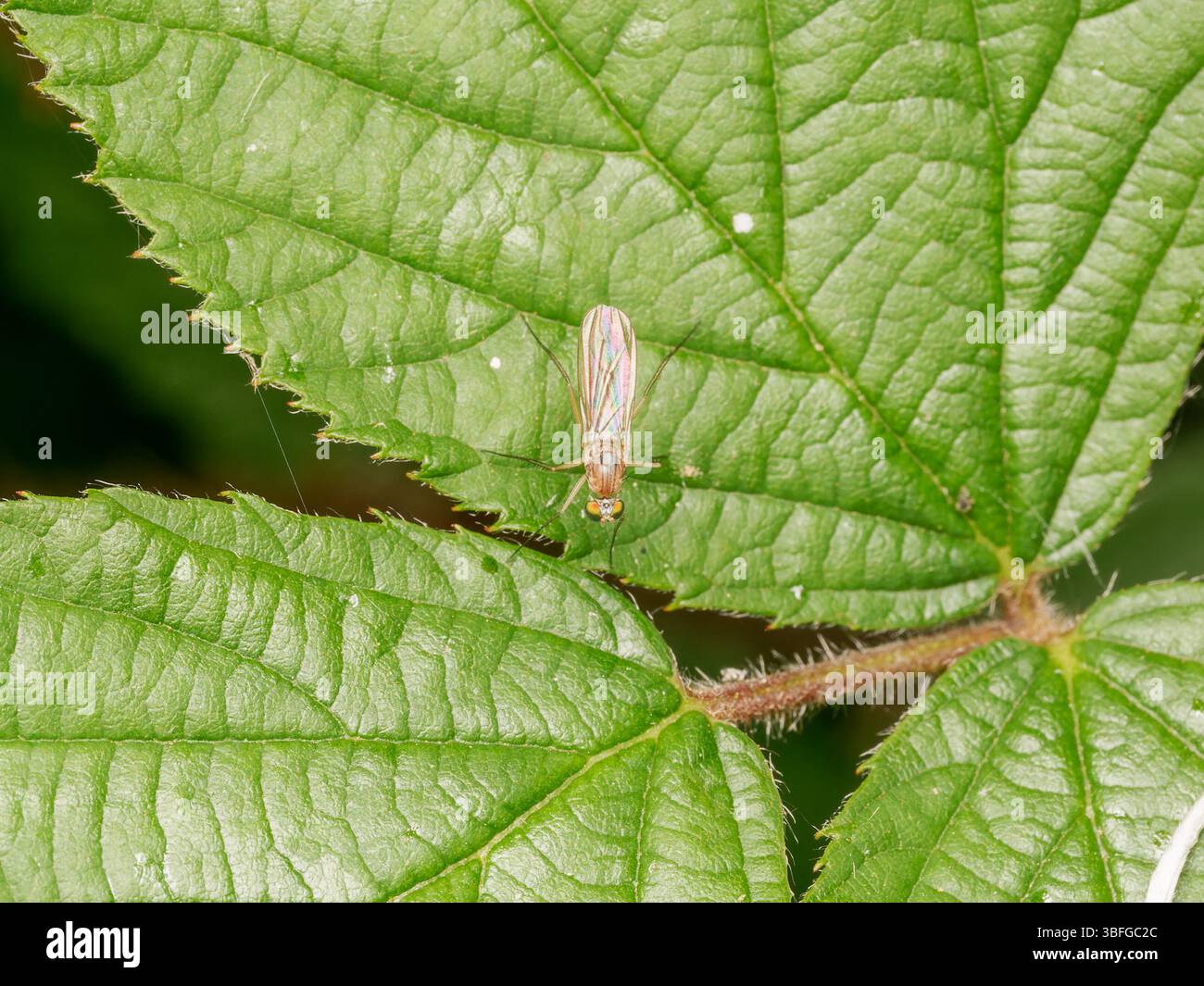 Langbeinige Fliege (Neurigona quadrifasciata) auf einem grünen Brombeerblatt, Nahaufnahme Makrofoto, Meudon, Frankreich. Stockfoto