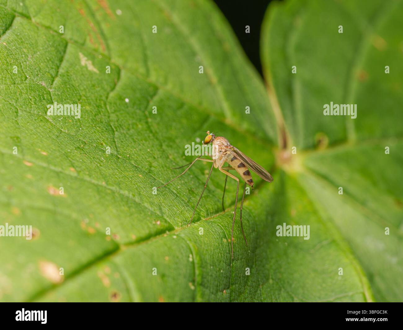 Langbeinige Fliege (Neurigona quadrifasciata) auf einem grünen Blatt, Nahaufnahme Makrofoto, Meudon, Frankreich. Stockfoto