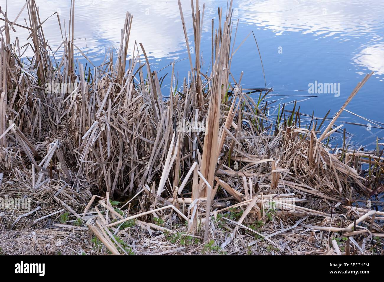 Ein Seeufer mit trockenen, geschnittenen Schilfstämmen. Das Wasser reflektiert den blauen Himmel mit weißen Wolken. Stockfoto