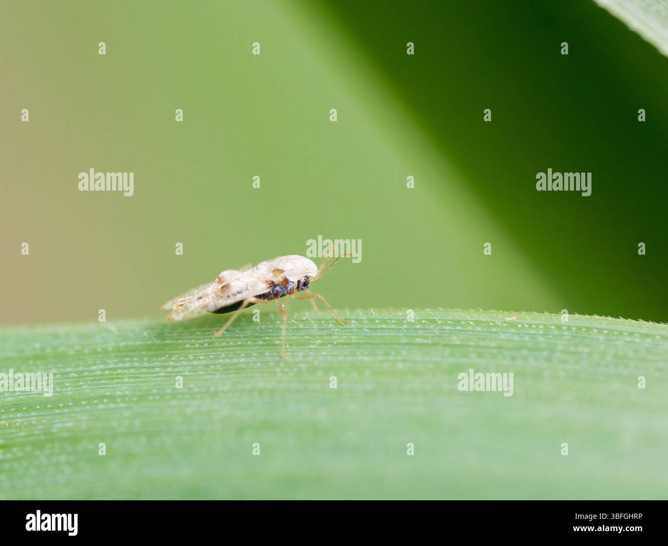 Corythucha ciliata, Platanen-Spitzenkäfer auf einem grünen Blatt, Paysan Urbain, Lyon, Frankreich. Stockfoto