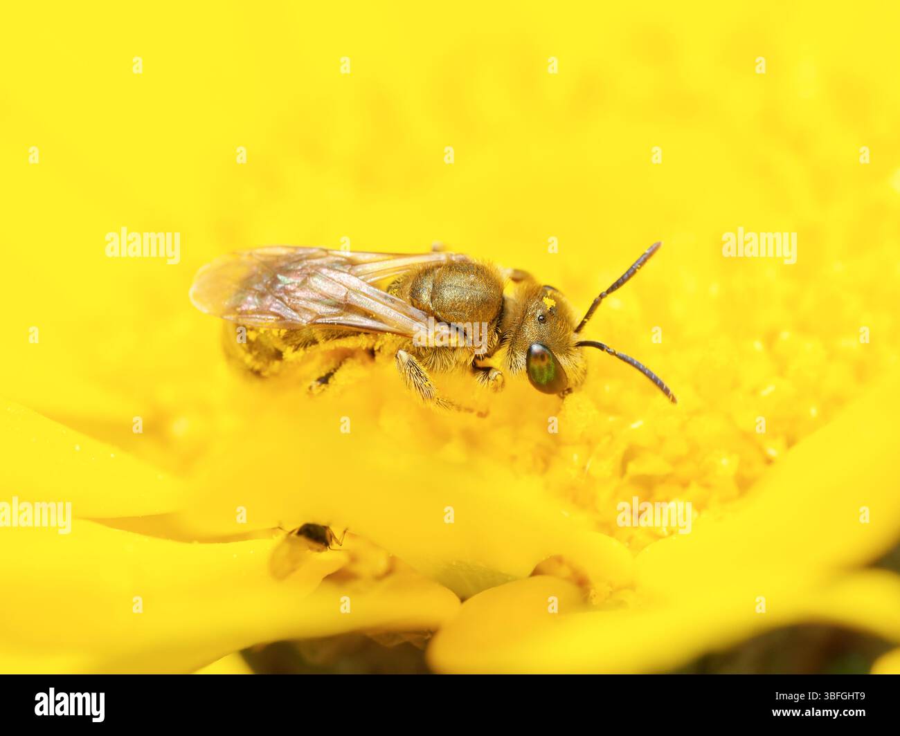Makro einer goldenen Schweißbiene (Lasioglossum sp.) Pollensammeln auf einer gelben Blume in Lyon, Frankreich. Stockfoto