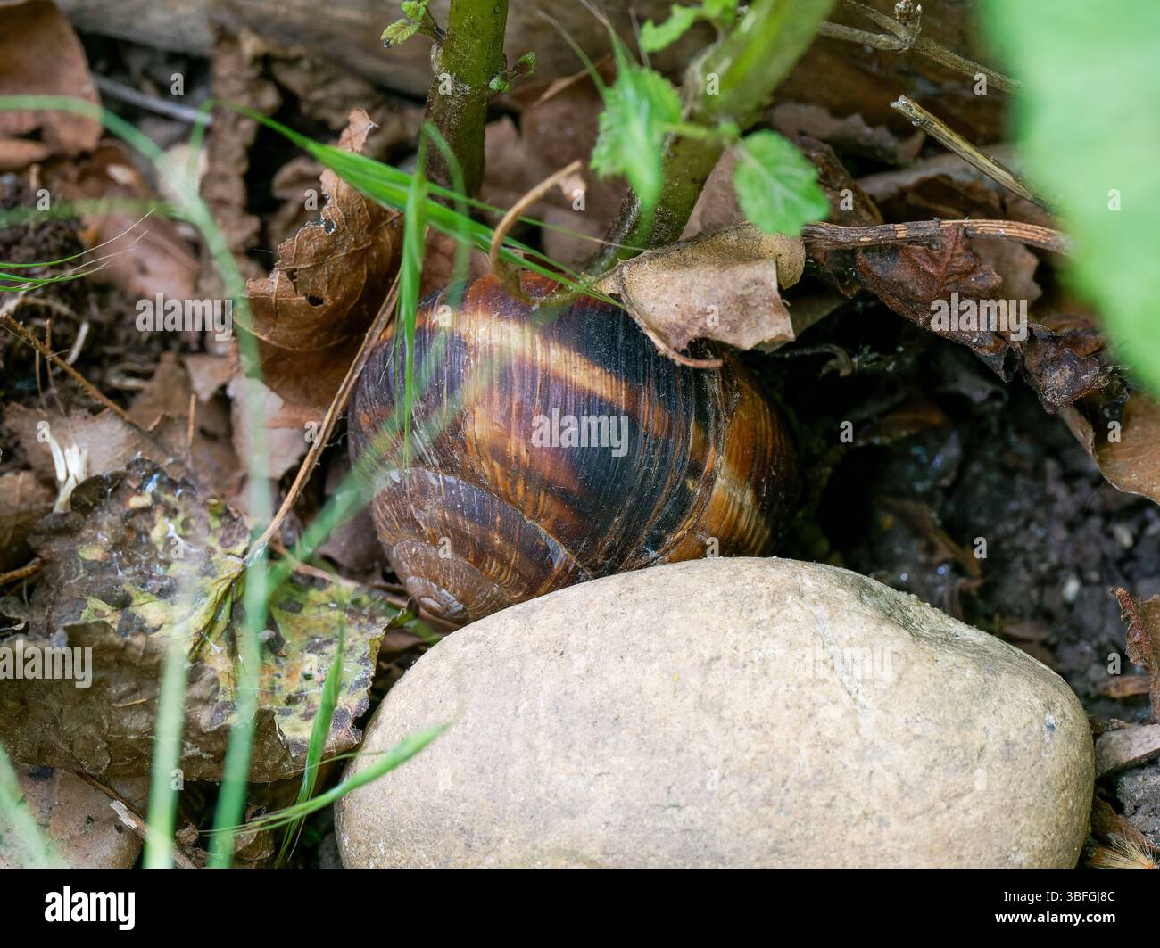 Nahaufnahme einer römischen Schnecke (Helix pomatia) unter Blättern und Boden in Lyon, Frankreich. Stockfoto