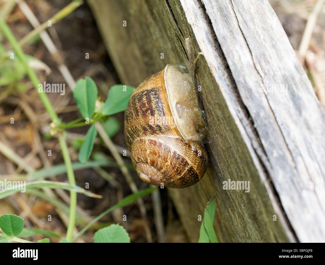 Helix pomatia, römische Schneckenklettern auf Holzoberfläche im Garten, Paysan Urbain, Lyon, Frankreich. Stockfoto