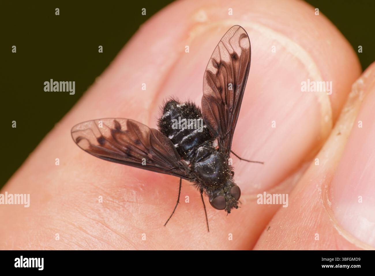 Anthrax Anthrax Familie Bombyliidae Gattung Anthrax wilde Natur Insekten Tapete, Bild, Fotografie Stockfoto