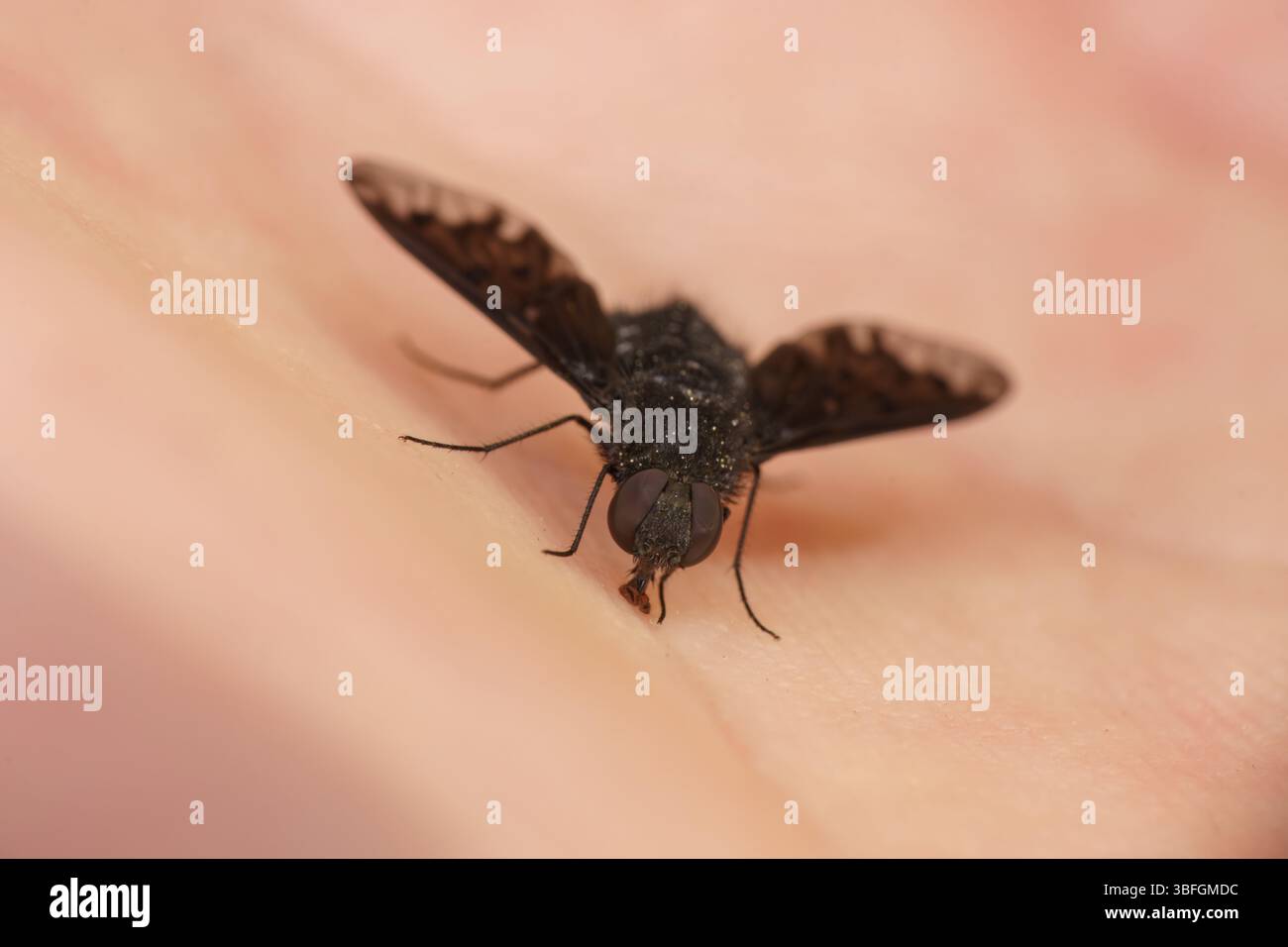 Anthrax Anthrax Familie Bombyliidae Gattung Anthrax wilde Natur Insekten Tapete, Bild, Fotografie Stockfoto