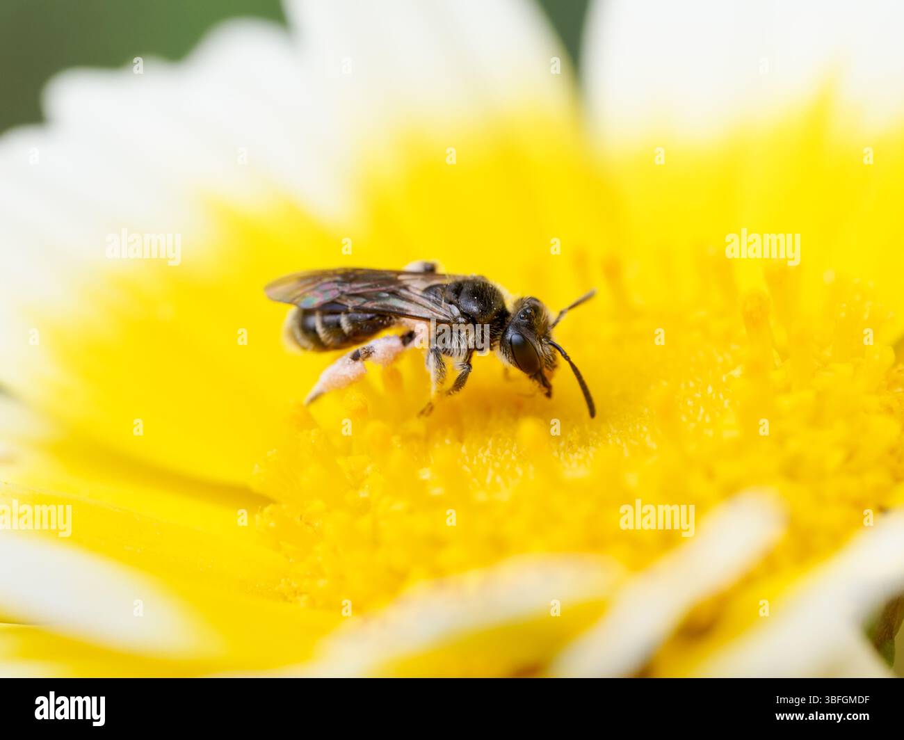 Makro einer Schweißbiene (Lasioglossum sp.) Pollen auf einer Gänseblümchenblume in Lyon, Frankreich. Stockfoto