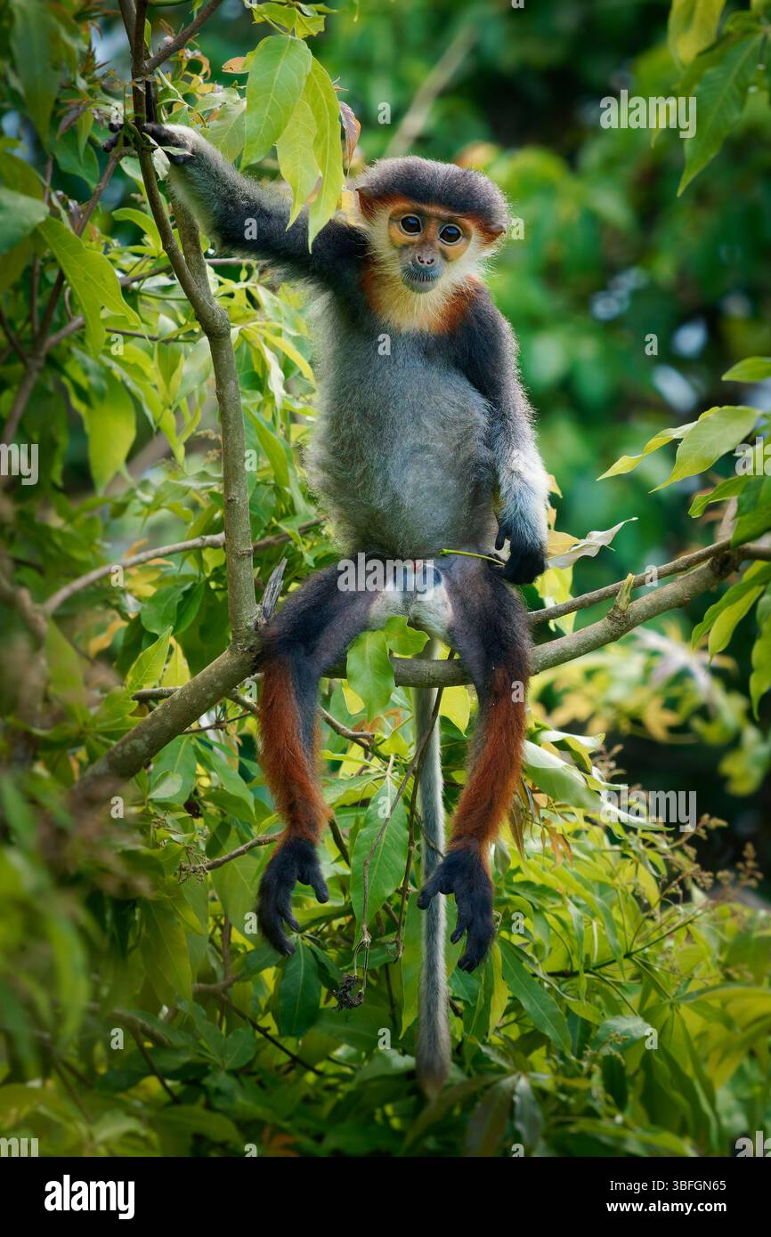 Red-Shanked Douc langur - Pygathrix nemaeus Porträt von Baumaffen und tageszeitlichen Alten Welt-Affen, endemisch in Laos, Vietnam und Kambodscha, Laubfresser und Co Stockfoto
