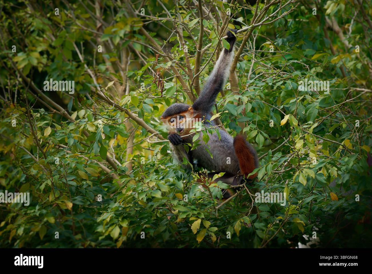 Red-Shanked Douc langur - Pygathrix nemaeus Porträt von Baumaffen und tageszeitlichen Alten Welt-Affen, endemisch in Laos, Vietnam und Kambodscha, Laubfresser und Co Stockfoto