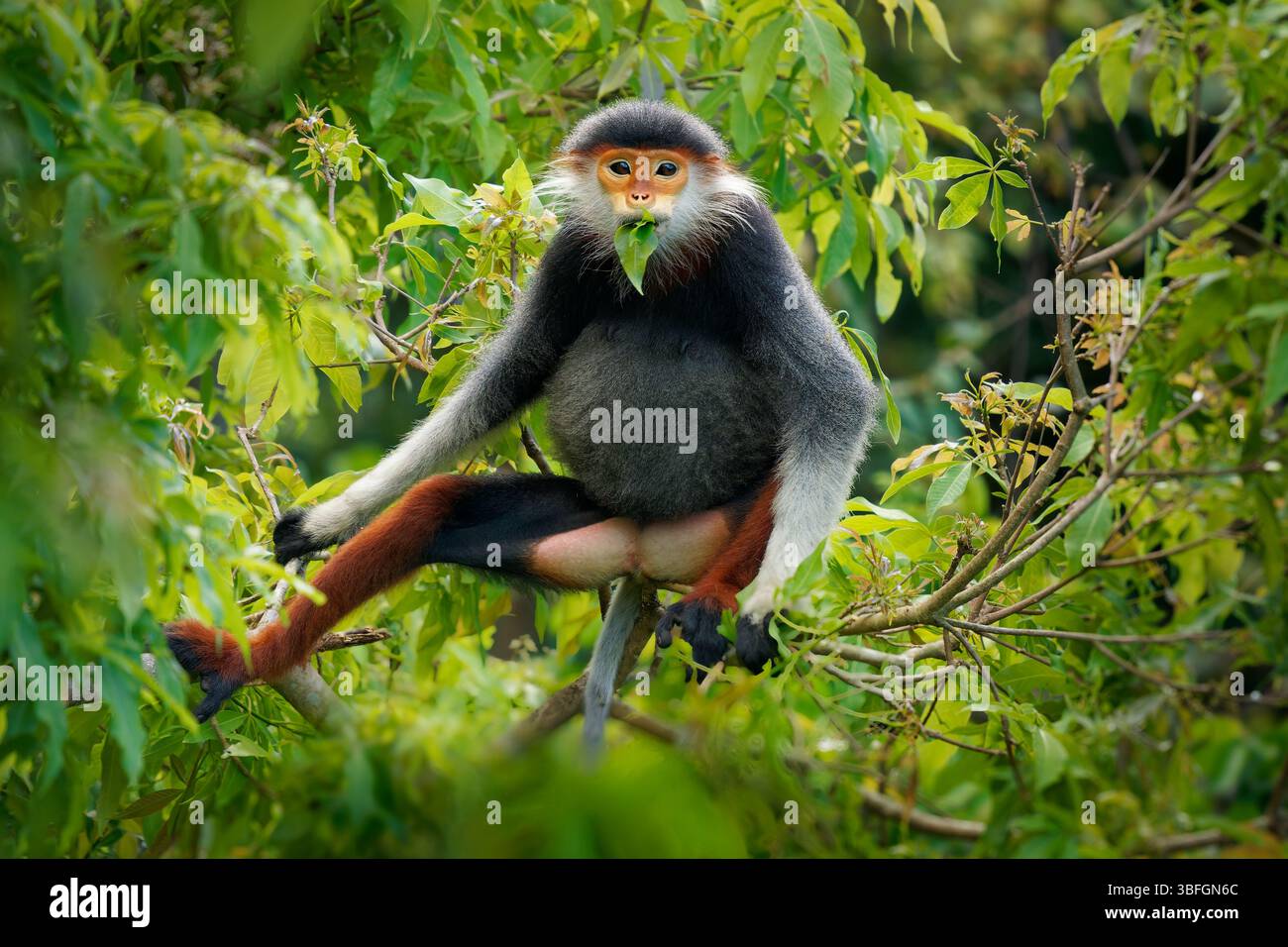 Red-Shanked Douc langur - Pygathrix nemaeus Porträt von Baumaffen und tageszeitlichen Alten Welt-Affen, endemisch in Laos, Vietnam und Kambodscha, Laubfresser und Co Stockfoto