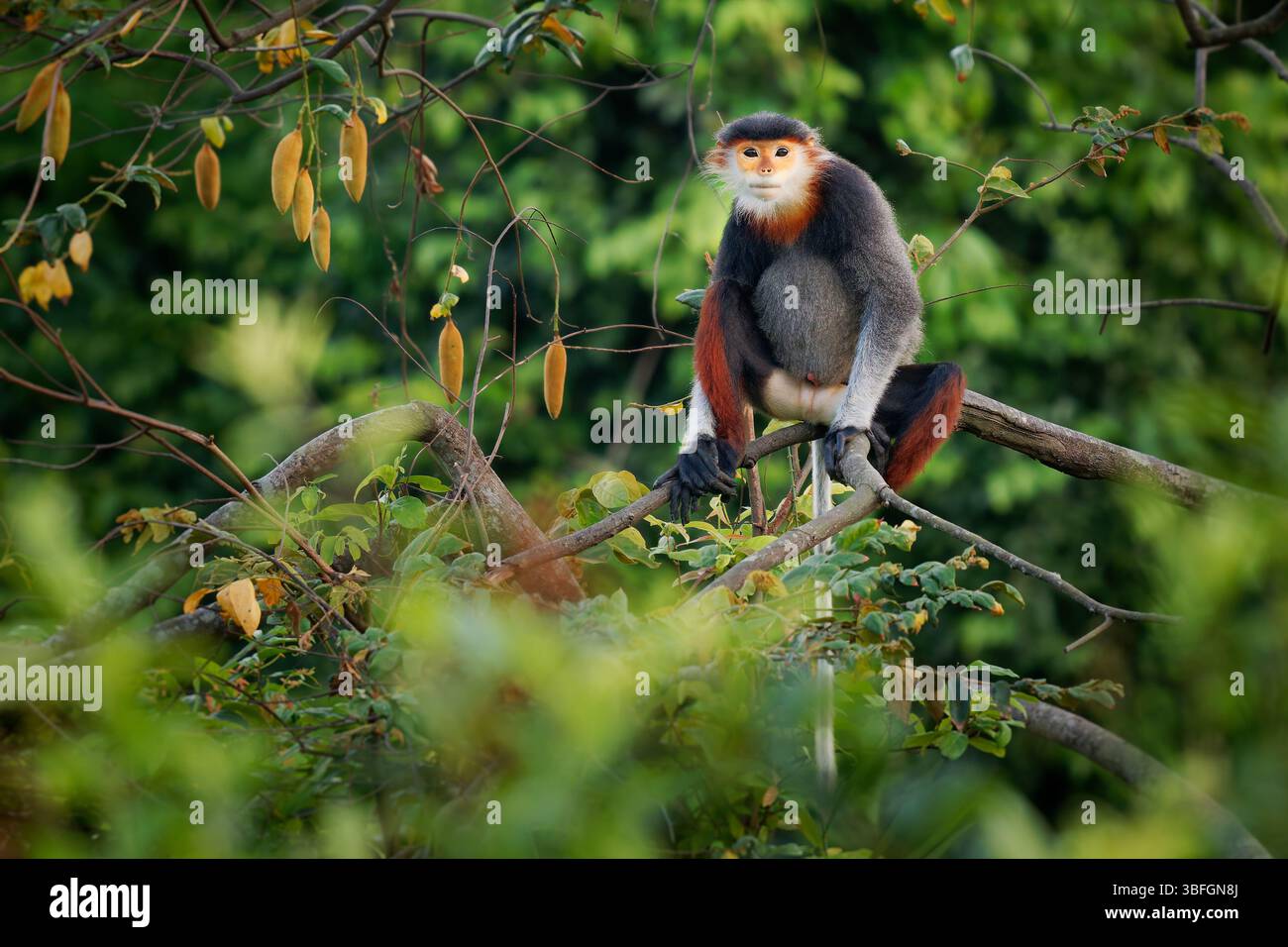 Red-Shanked Douc langur - Pygathrix nemaeus Porträt von Baumaffen und tageszeitlichen Alten Welt-Affen, endemisch in Laos, Vietnam und Kambodscha, Laubfresser und Co Stockfoto