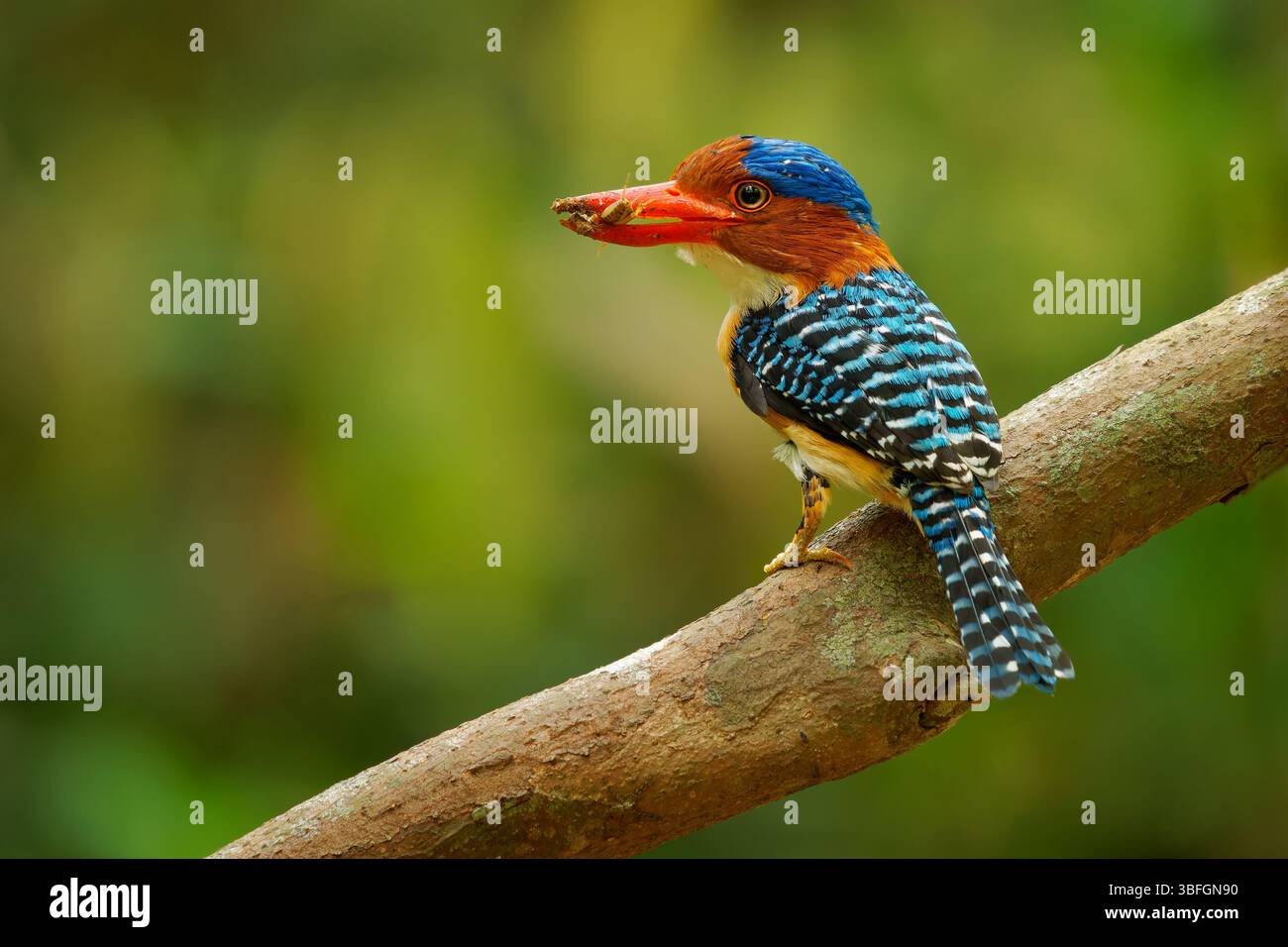 Banded kingfisher - Lacedo pulchella Baum kingfisher Vogel mit dem Fang, gefunden in Flachland tropischen Wäldern Südostasiens, männlich mit hellblauem c Stockfoto