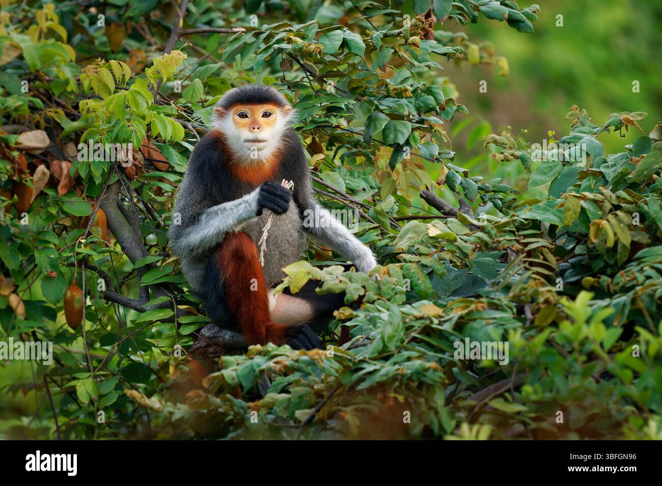 Red-Shanked Douc langur - Pygathrix nemaeus Porträt von Baumaffen und tageszeitlichen Alten Welt-Affen, endemisch in Laos, Vietnam und Kambodscha, Laubfresser und Co Stockfoto