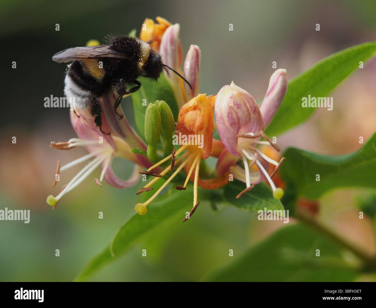 Isolierte Makronaht einer männlichen Hummel (bombus terrestris) oder einer großen Erdhummel, die auf einem duftenden Geißblatt (Lonicer Stockfoto