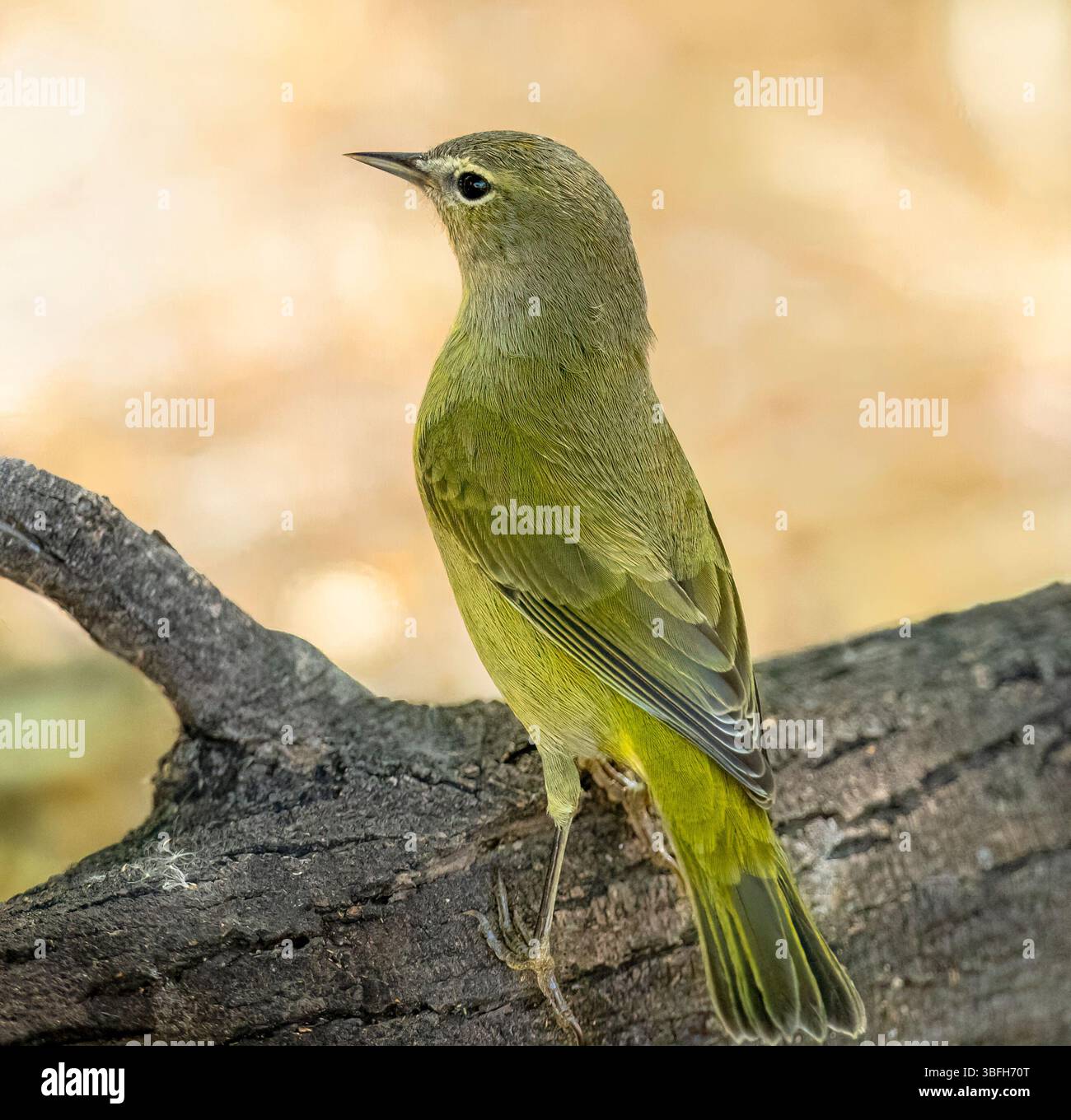 Details und Färbungen aus orangefarbenen Vogelfedern wurden aus nächster Nähe im Uferschutzgebiet Gilbert Water Ranch, Arizona, beobachtet. Stockfoto