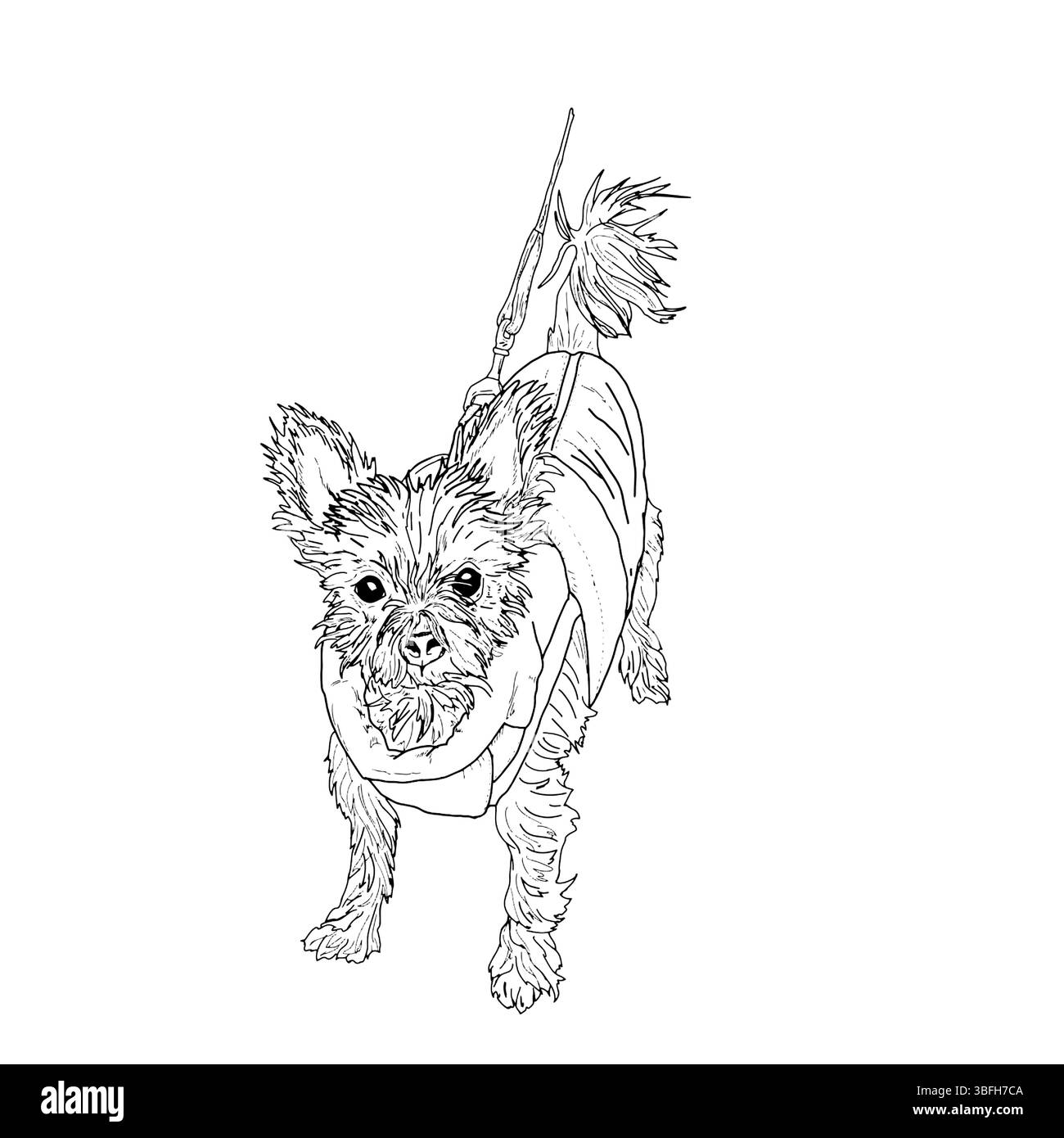Kleiner zotteliger Hund in einem Gurtzeug, an der Leine, Yorkshire Terrier, schwarz-weiße Tusche Skizze. Vektorabbildung. Ein Haushund, isoliert auf einem weißen bac Stock Vektor