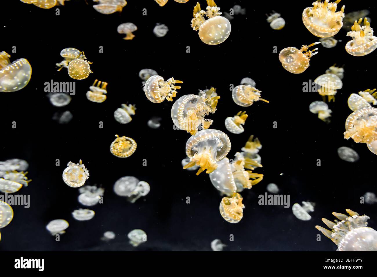 Lagunenquallen schweben friedlich unter Wasser. Ihre weichen Körper und leuchtenden Formen erfüllen das dunkle Meer mit Eleganz. Stockfoto