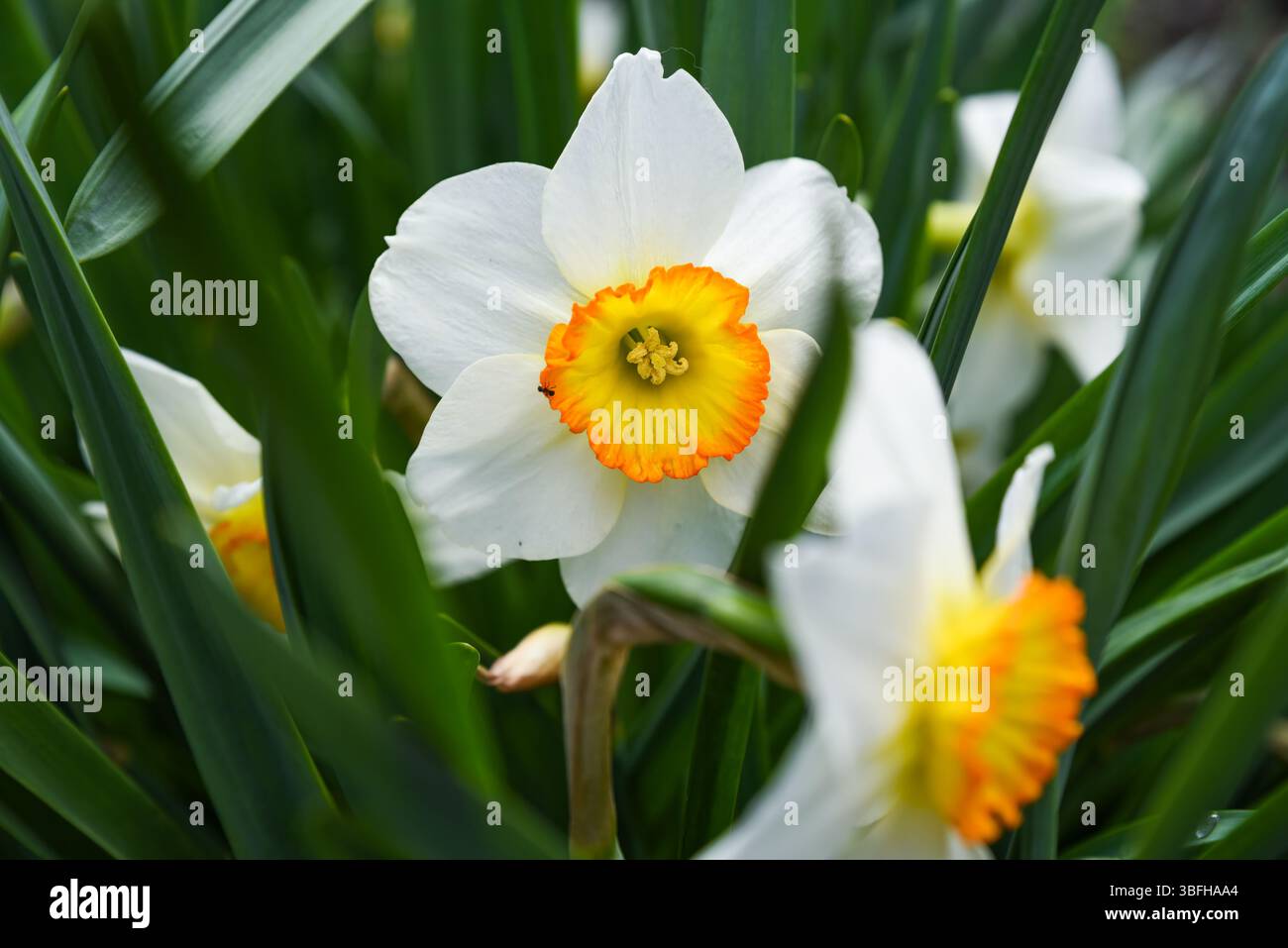 Mehrere Blume Record Narzissen wurden aus verschiedenen Nahwinkeln aufgenommen. Helles Sonnenlicht verstärkt die lebendigen Farben und Blütenblätter. Stockfoto