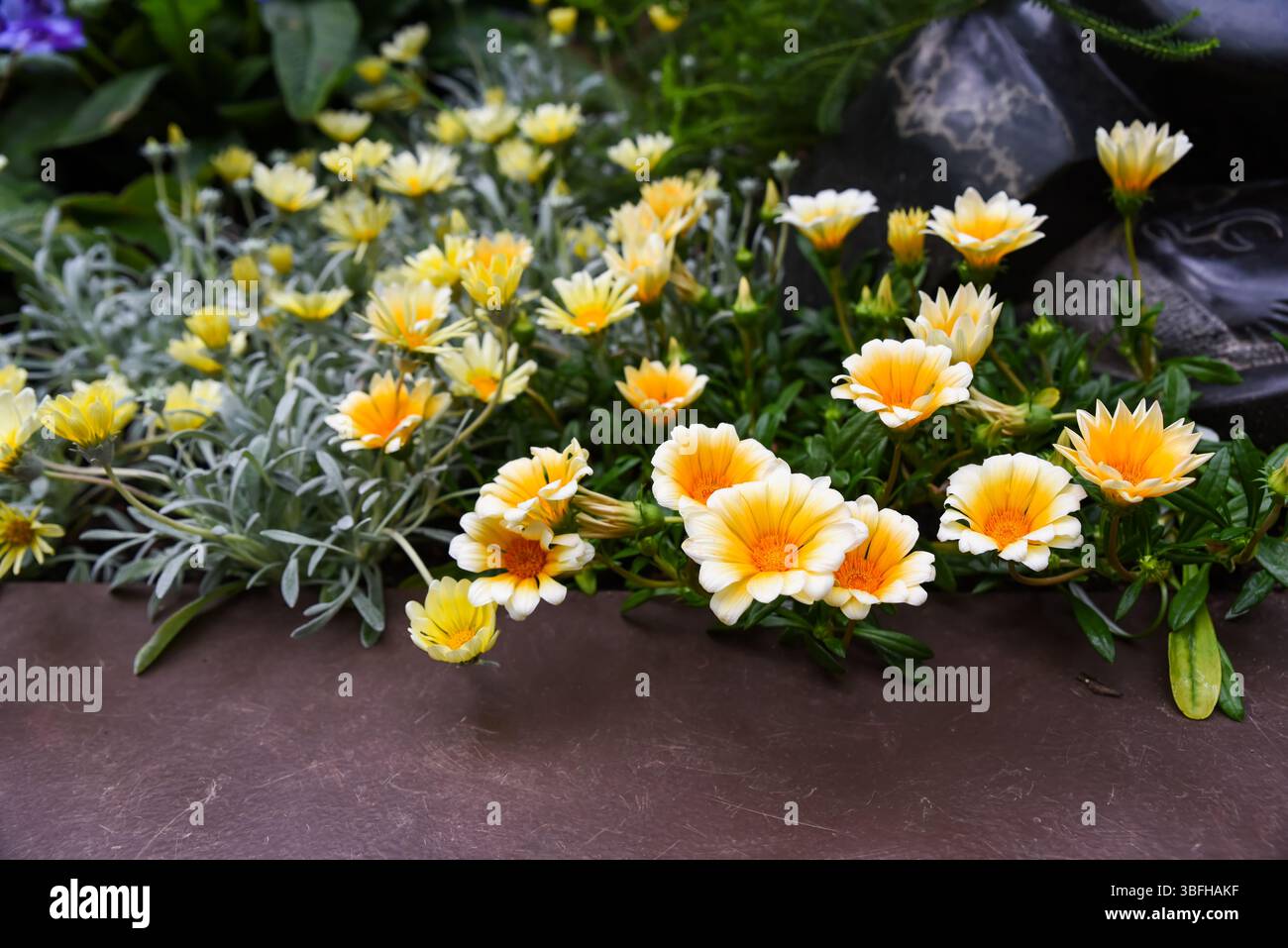 Nahaufnahme einer orangen und gelben Gazania-Blüte mit markanten Blütenblättern und grünem Laub, einer harten, trockentoleranten Pflanze aus der Familie der Asteraceae. Stockfoto