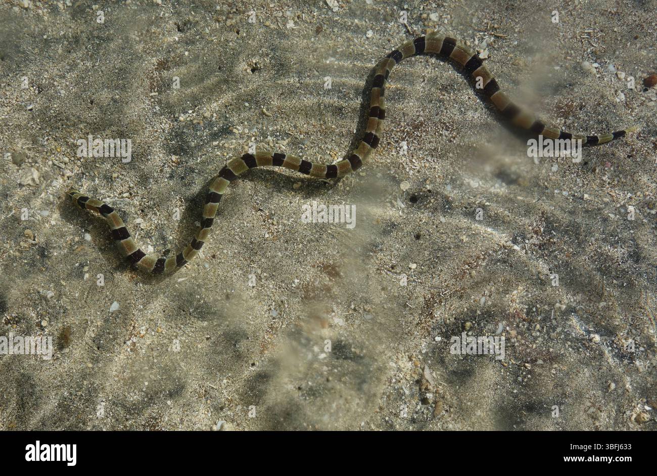 Banded Snake Ael (Myrichthys colubrinus), der sich als Colubrinide-Seeschlange ausgibt, Tetepare, Westprovinz, Salomonen Stockfoto