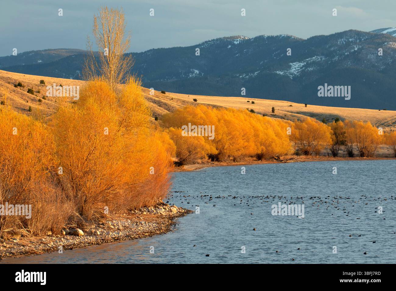 Teich 3 bei Anaconda Settling Ponds, warm Springs Ponds Wildlife Management Area, Montana Stockfoto