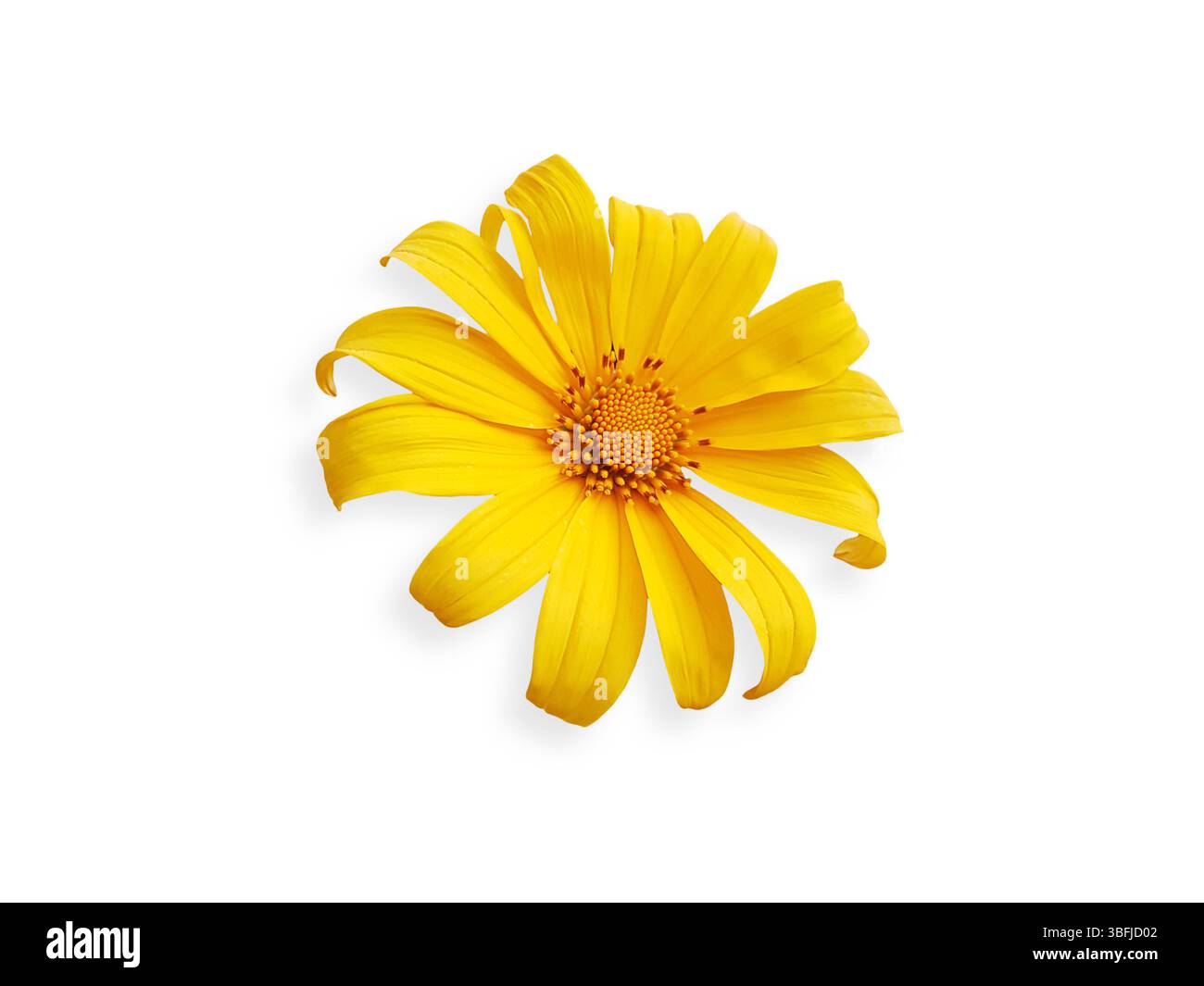 Schöne blühende gelbe Gerbera, gelbe Gänseblümchenblume isoliert auf weißem Hintergrund mit Schnittpfad Stockfoto