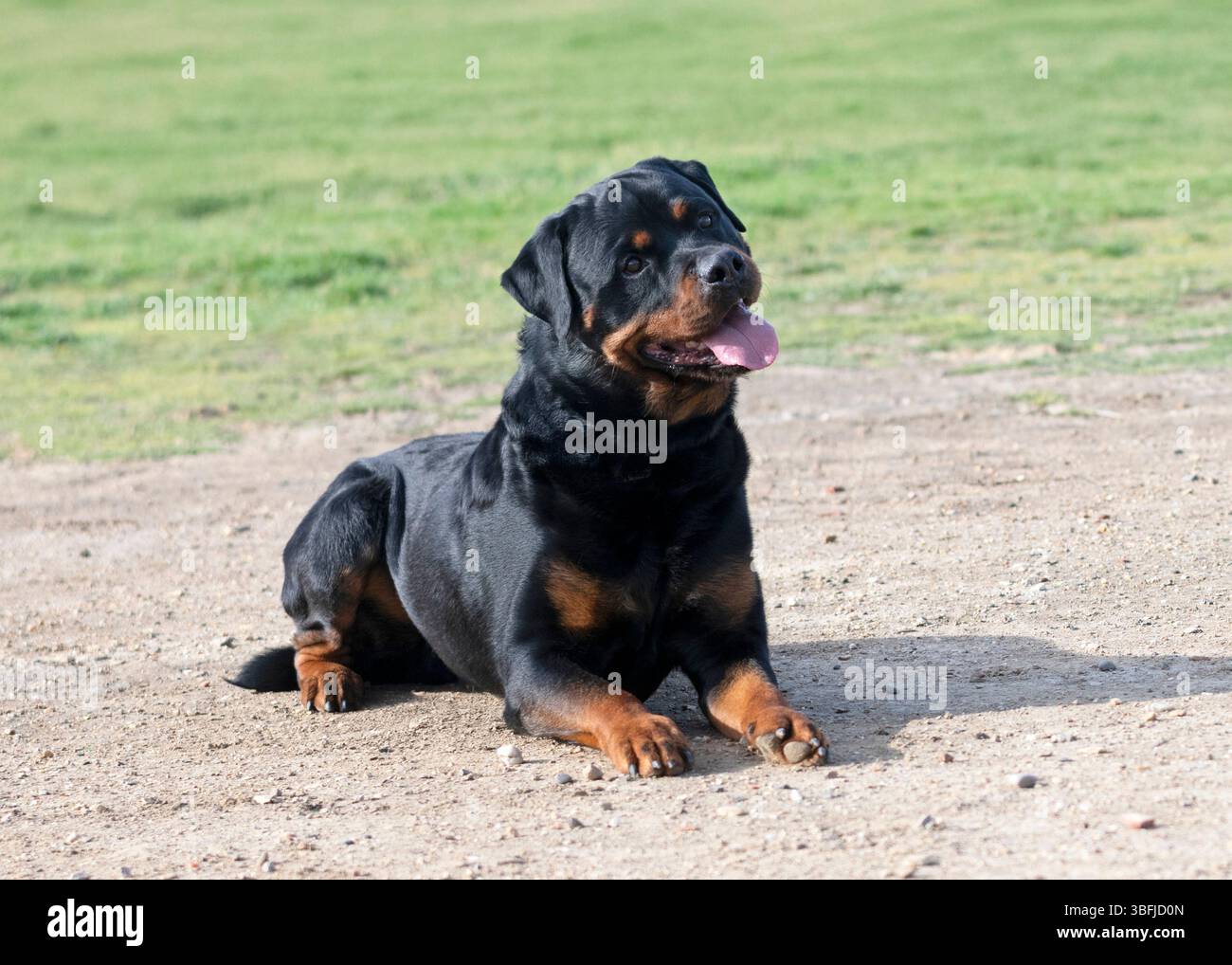 Junge Rottweiler Ausbildung für Schutzsport und Polizei Stockfoto