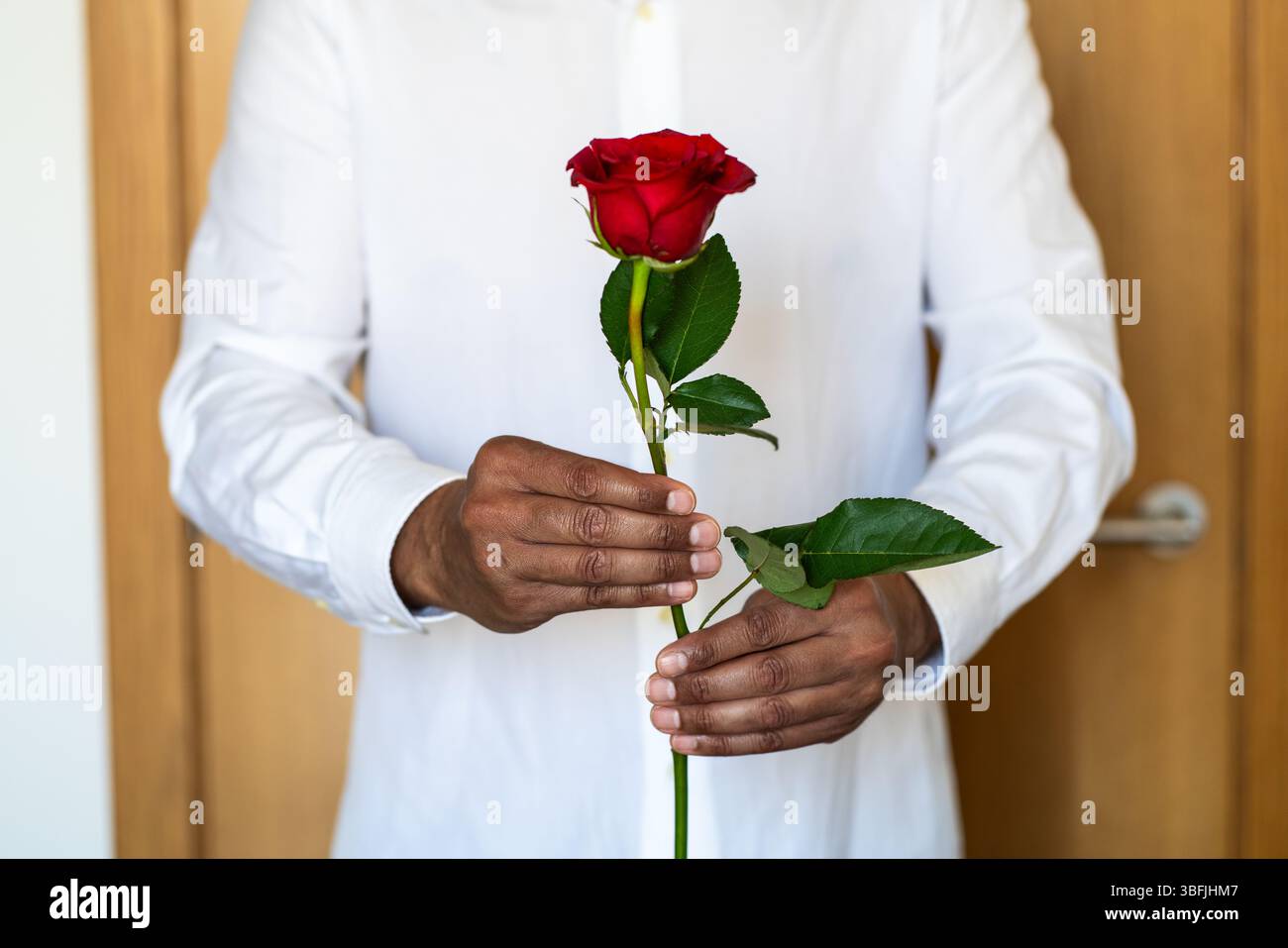 Liebe, Geschenk und Hände eines Mannes mit Rose für Date, Romantik und Hoffnung für Valentinstag Beichte. Romantische Blume, Spenden und Person mit Blumenball Stockfoto