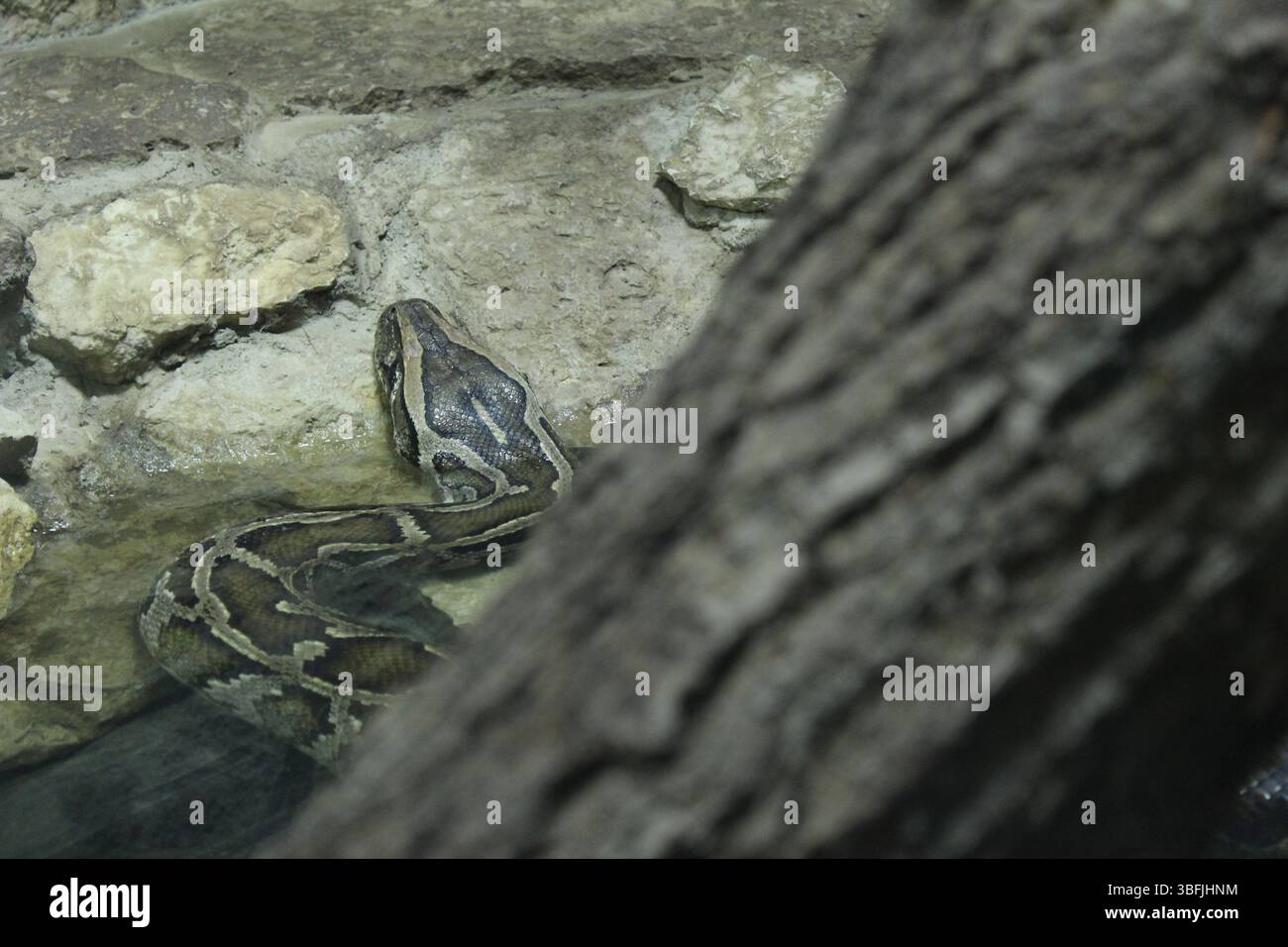 Netzpython hinter einem Baum. Reptilien Reptilien in der Natur. Gefährliche giftige Tiere. Stockfoto