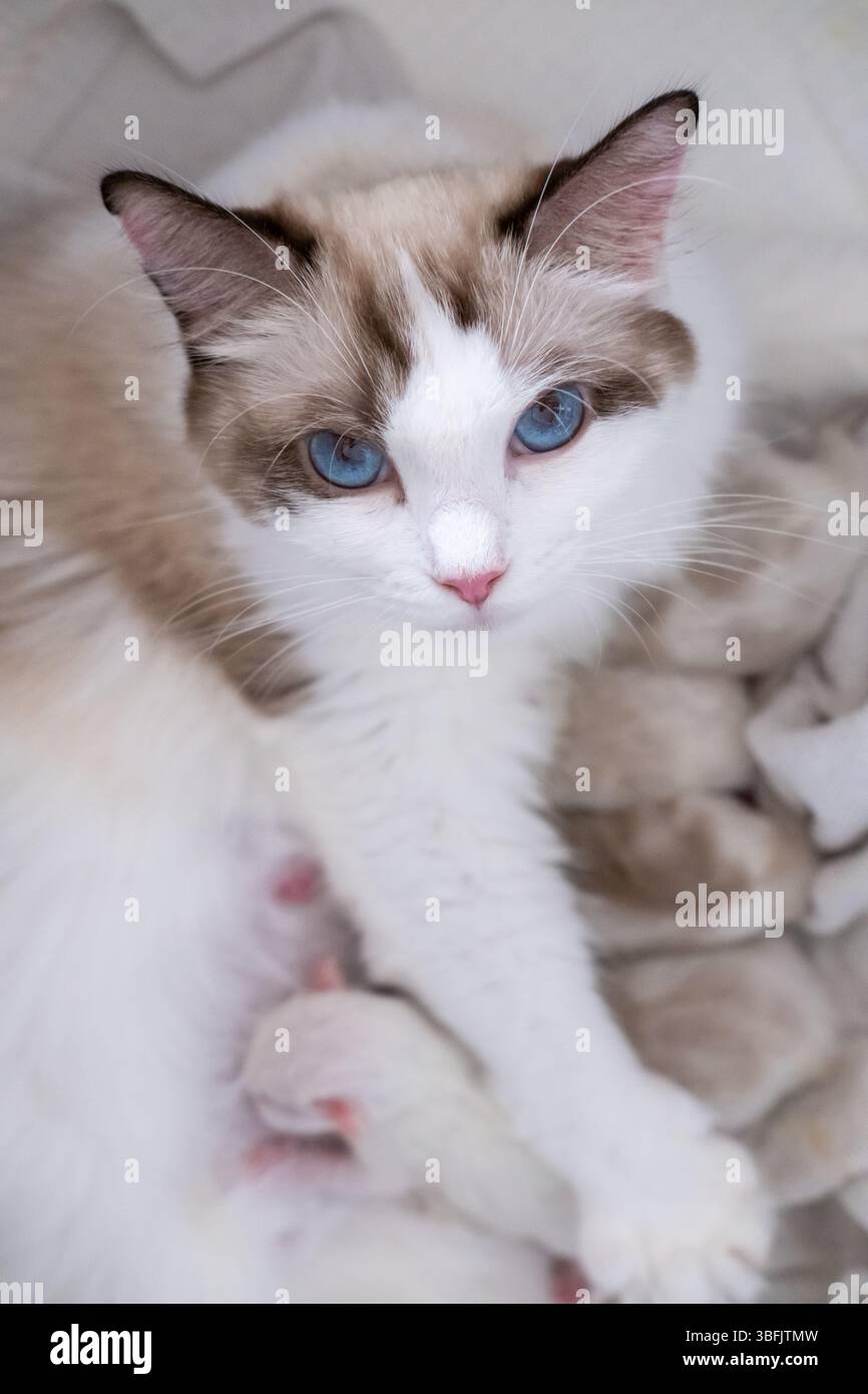 Mutter Ragdoll Katze beschützt ihre neugeborenen Kätzchen. Stockfoto