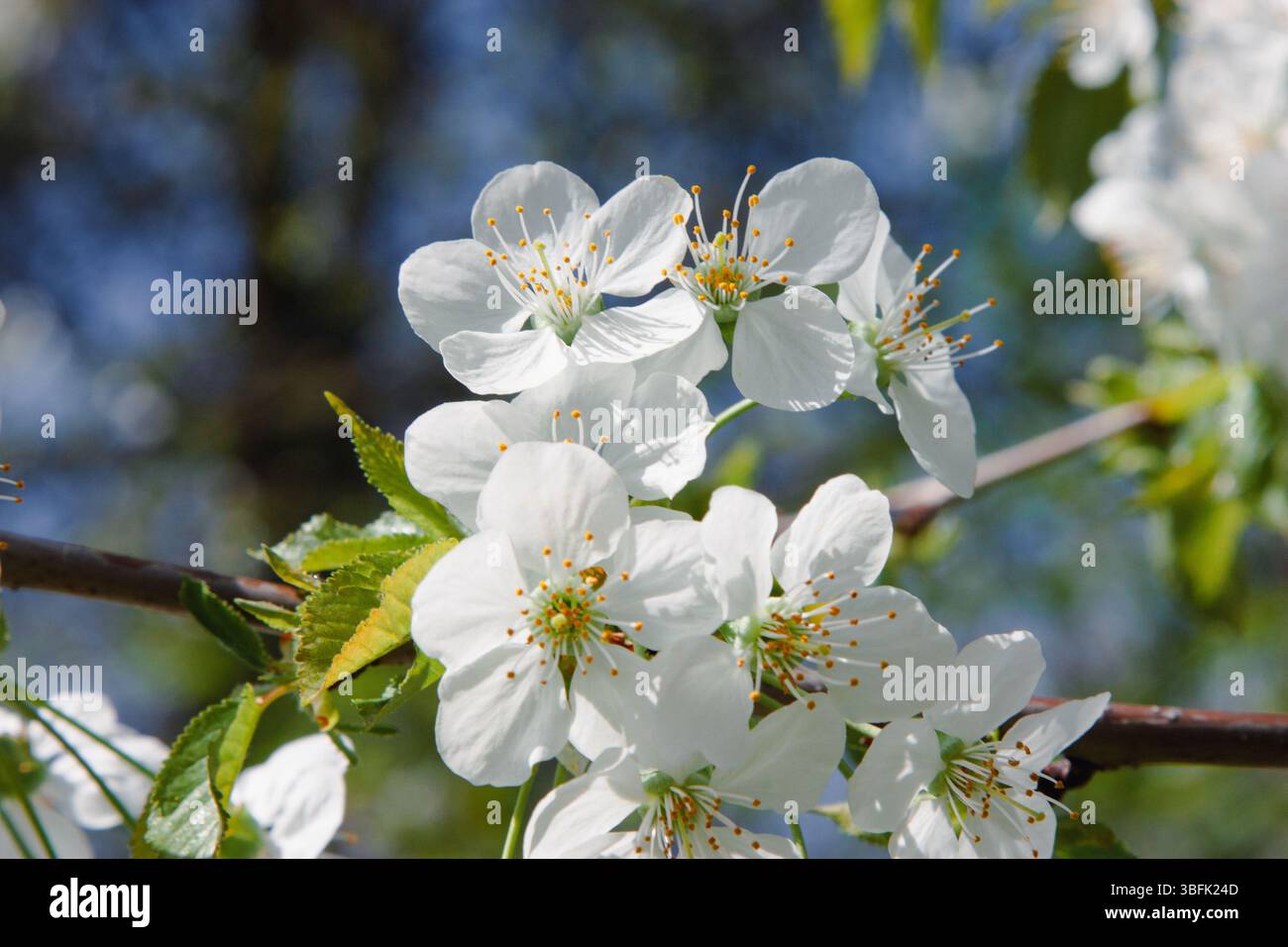 Birnenblüte. Nahaufnahme einer weißen Birnenblüte mit frischen grünen Knospen auf verschwommenem Frühlingszweig für Naturbranding, Blumenmuster, botanisches Web de Stockfoto