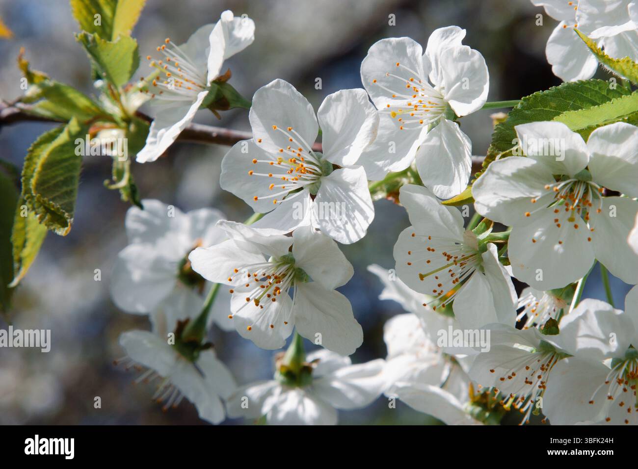 Birnenblüte. Nahaufnahme einer weißen Birnenblüte mit frischen grünen Knospen auf verschwommenem Frühlingszweig für Naturbranding, Blumenmuster, botanisches Web de Stockfoto