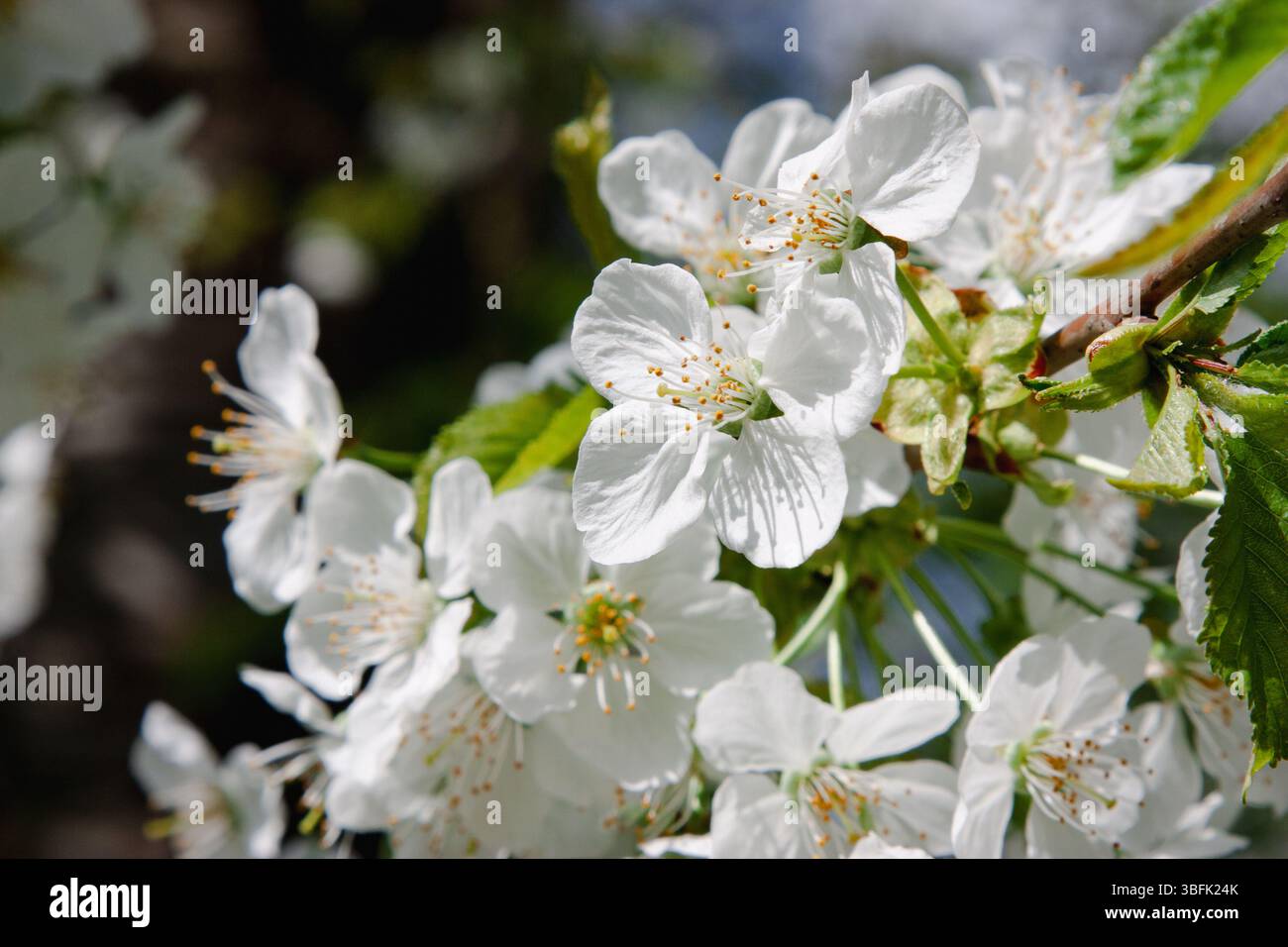 Birnenblüte. Nahaufnahme einer weißen Birnenblüte mit frischen grünen Knospen auf verschwommenem Frühlingszweig für Naturbranding, Blumenmuster, botanisches Web de Stockfoto