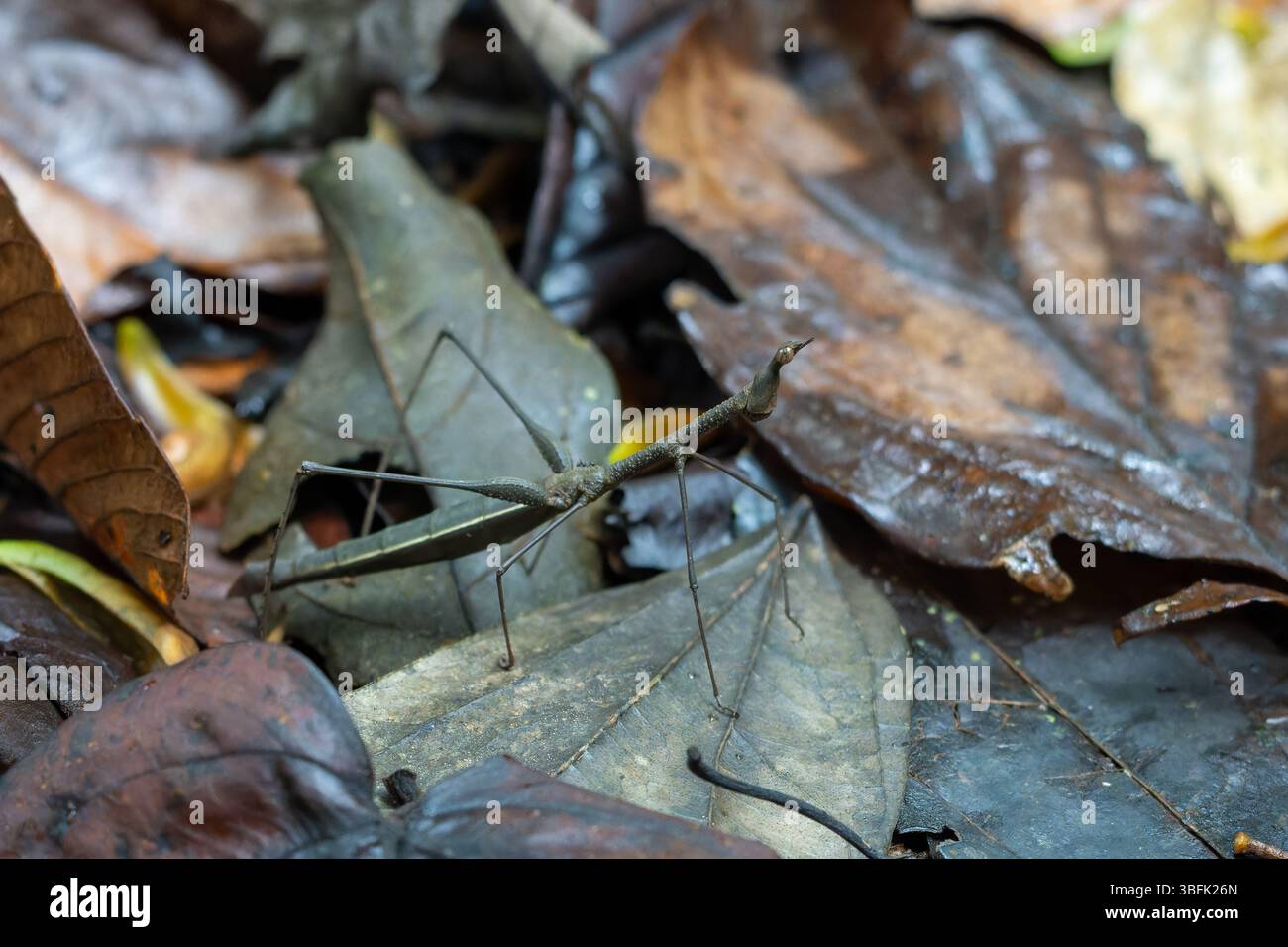 Ein Sprungstock-Insekt, Apioscelis tuberculata, im Regenwald des Amazonasbeckens in Ecuador. Dieses Insekt ist kein richtiges Stabinsekt, sondern ein mim Stockfoto