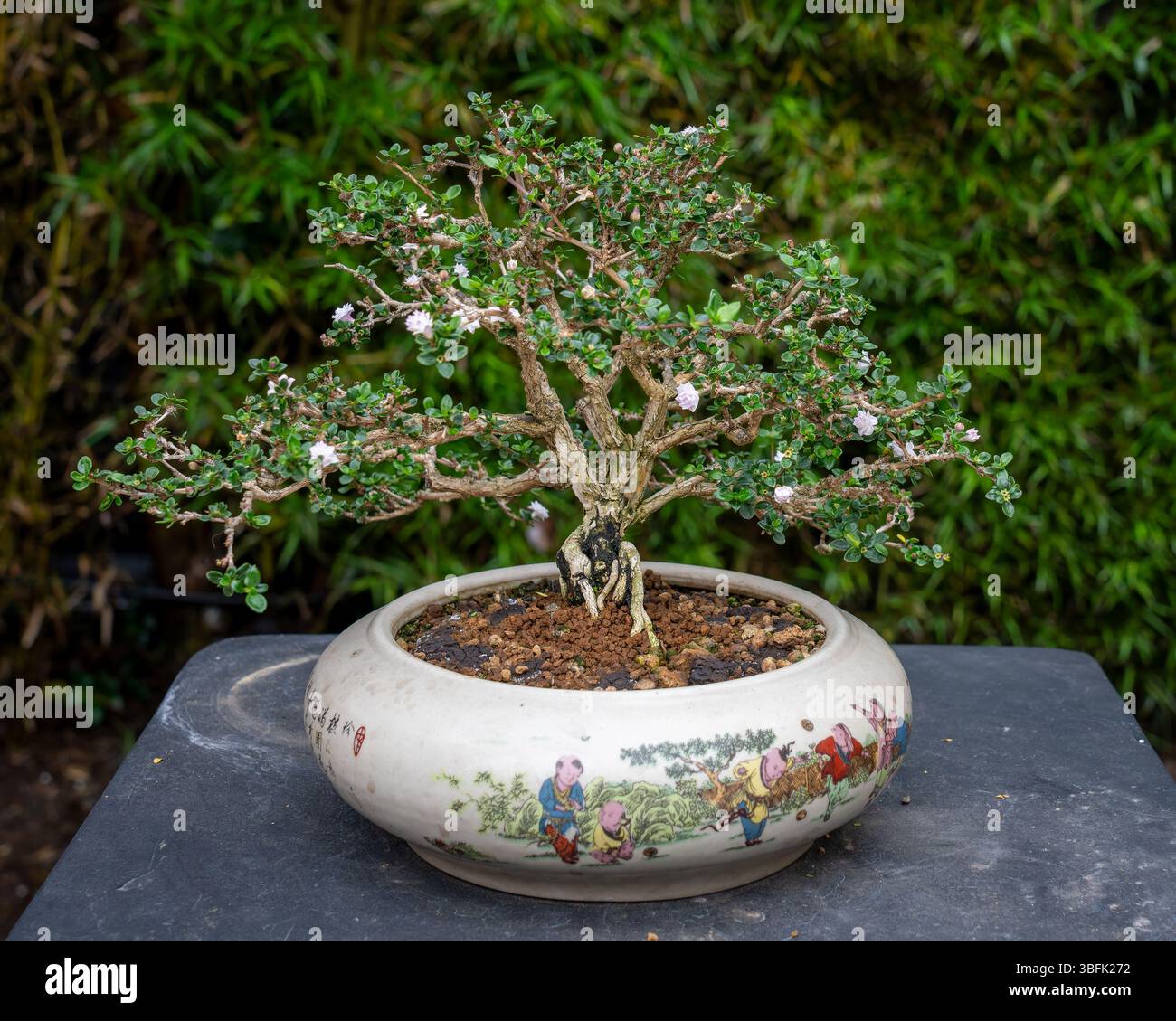 Serissa bonsai -Fotos und -Bildmaterial in hoher Auflsung  Alamy