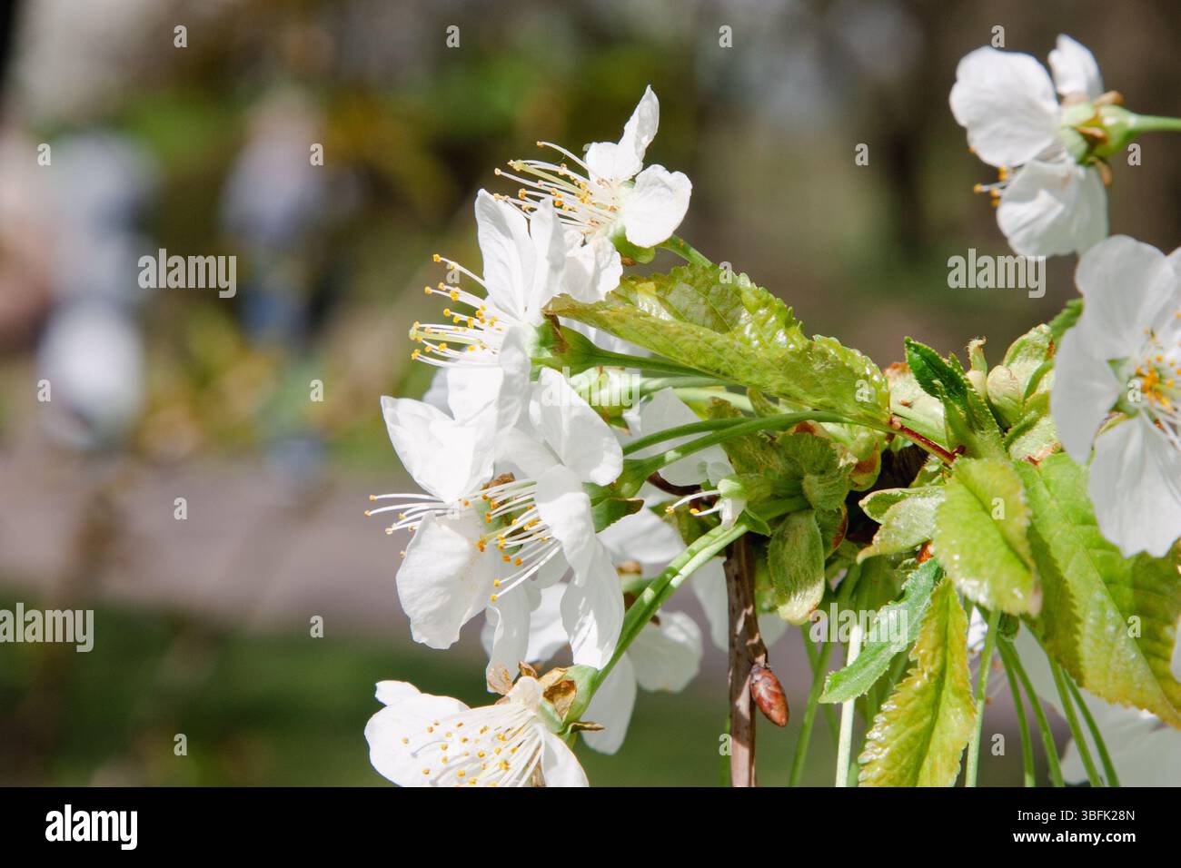 Birnenblüte. Nahaufnahme einer weißen Birnenblüte mit frischen grünen Knospen auf verschwommenem Frühlingszweig für Naturbranding, Blumenmuster, botanisches Web de Stockfoto